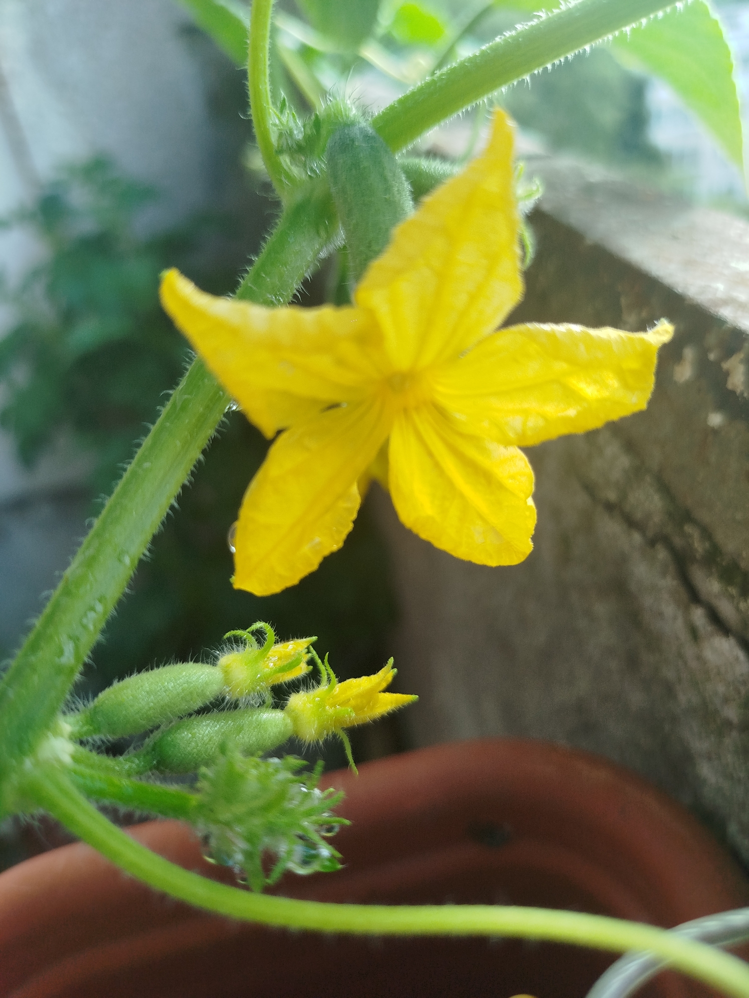 A close-up, eye-level shot captures a vibrant yellow cucumber flower in bloom, with several small, developing cucumbers visible beneath it. The flower's delicate petals are slightly unfurled, revealing its intricate structure. The green stem is covered in fine, fuzzy hairs and glistens with tiny water droplets, suggesting recent watering or dew. The background is softly blurred, with hints of green foliage and a textured, grayish wall, possibly indicating an outdoor setting like a garden or balcony in Pskov, Russia. The overall lighting is natural, highlighting the bright yellow of the flower and the fresh green of the plant.