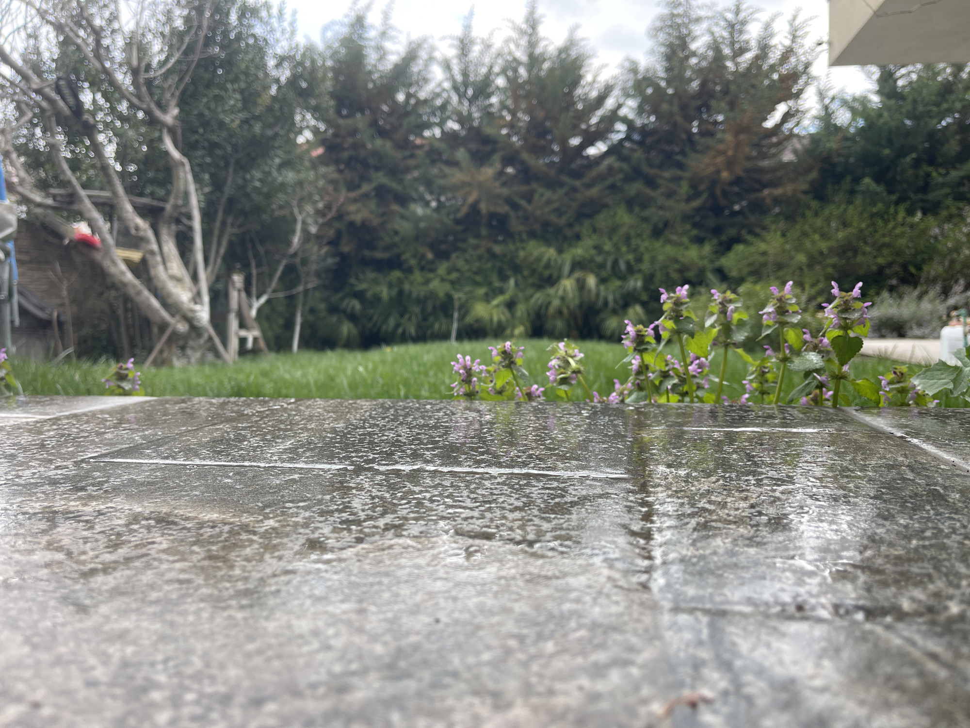 The image shows a close-up view of a wet, grey stone surface, possibly a patio or walkway. In the mid-ground, there is a strip of green grass and purple flowering plants. Beyond that, a blurry background shows trees and greenery, suggesting a garden or park setting. The presence of coniferous trees might indicate the location is Burgas, Bulgaria, which has a coastal climate and pine forests.