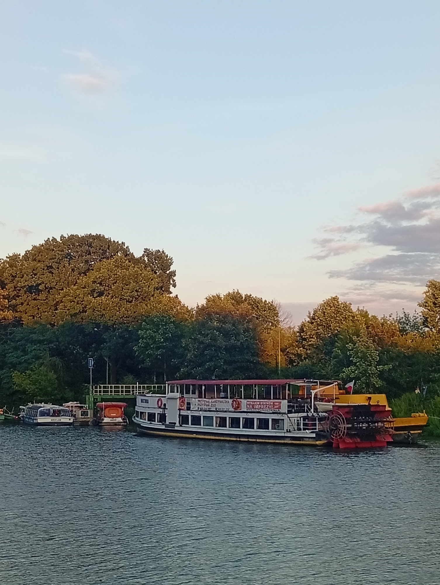 The image depicts a river scene in Wrocław, Poland, likely on the Oder River. In the foreground, the water is calm with ripples. Moored along the riverbank are several boats. The most prominent is a paddlewheel steamboat, painted white with a red upper deck canopy. It has a large paddlewheel at the stern, painted red and black. The steamboat has windows along its side and text on its hull. To the left of the steamboat, there are two smaller boats. One is a white motorboat with the word "WROCLAW" visible on its side. Next to it is a smaller, orange boat. Behind the boats, a green pier or landing structure is visible, leading to a pathway with a railing. The background is dominated by lush green trees, with the sunlit foliage suggesting it's either early morning or late afternoon. The sky is a pale blue with a few wispy clouds. The overall impression is a peaceful waterside setting within the city.