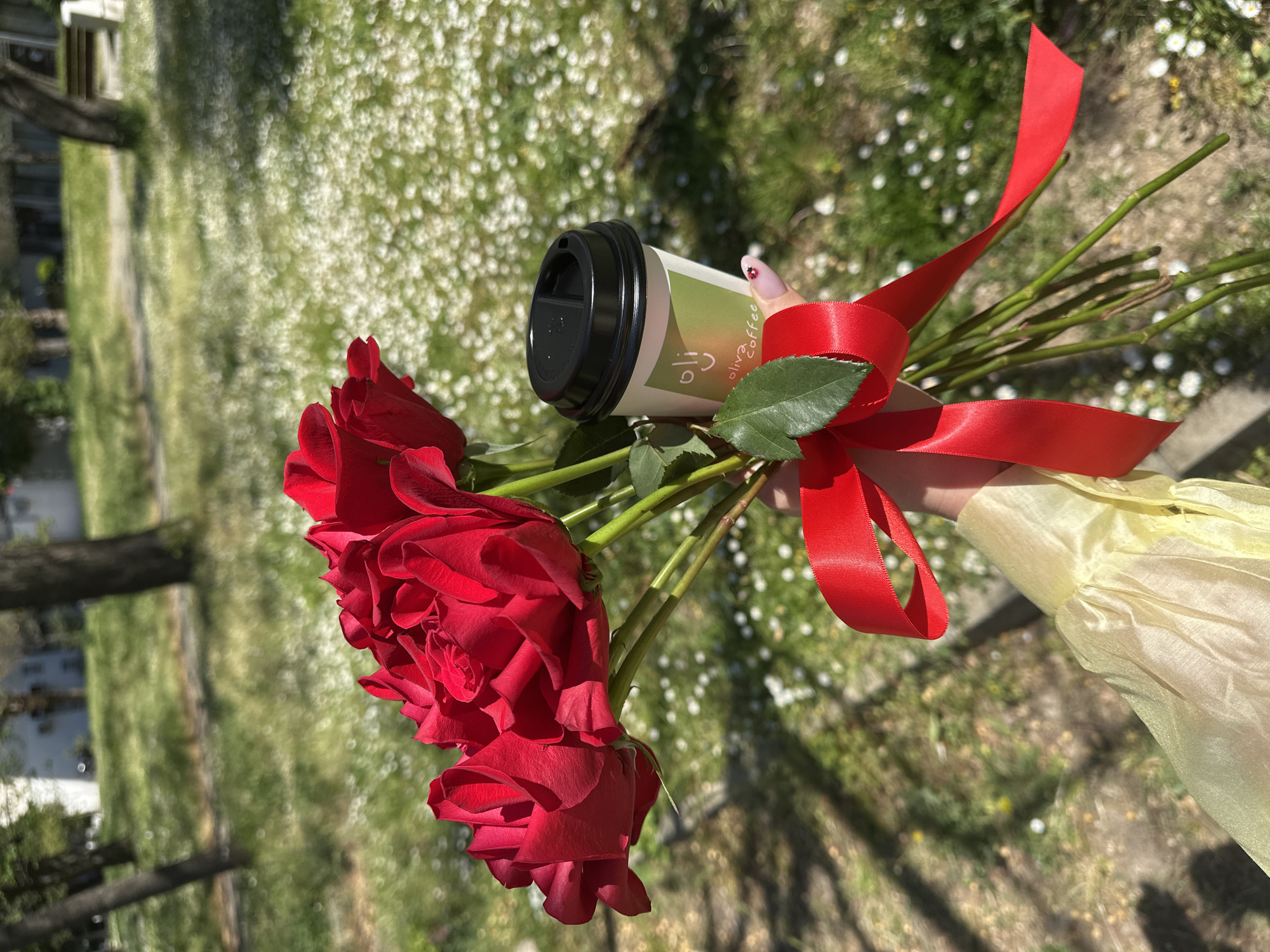 In Šušanj, Montenegro, an arm holds a bouquet of red roses, a red ribbon, and a to-go coffee cup from Oliva Coffee. The background is green grass with white flowers.