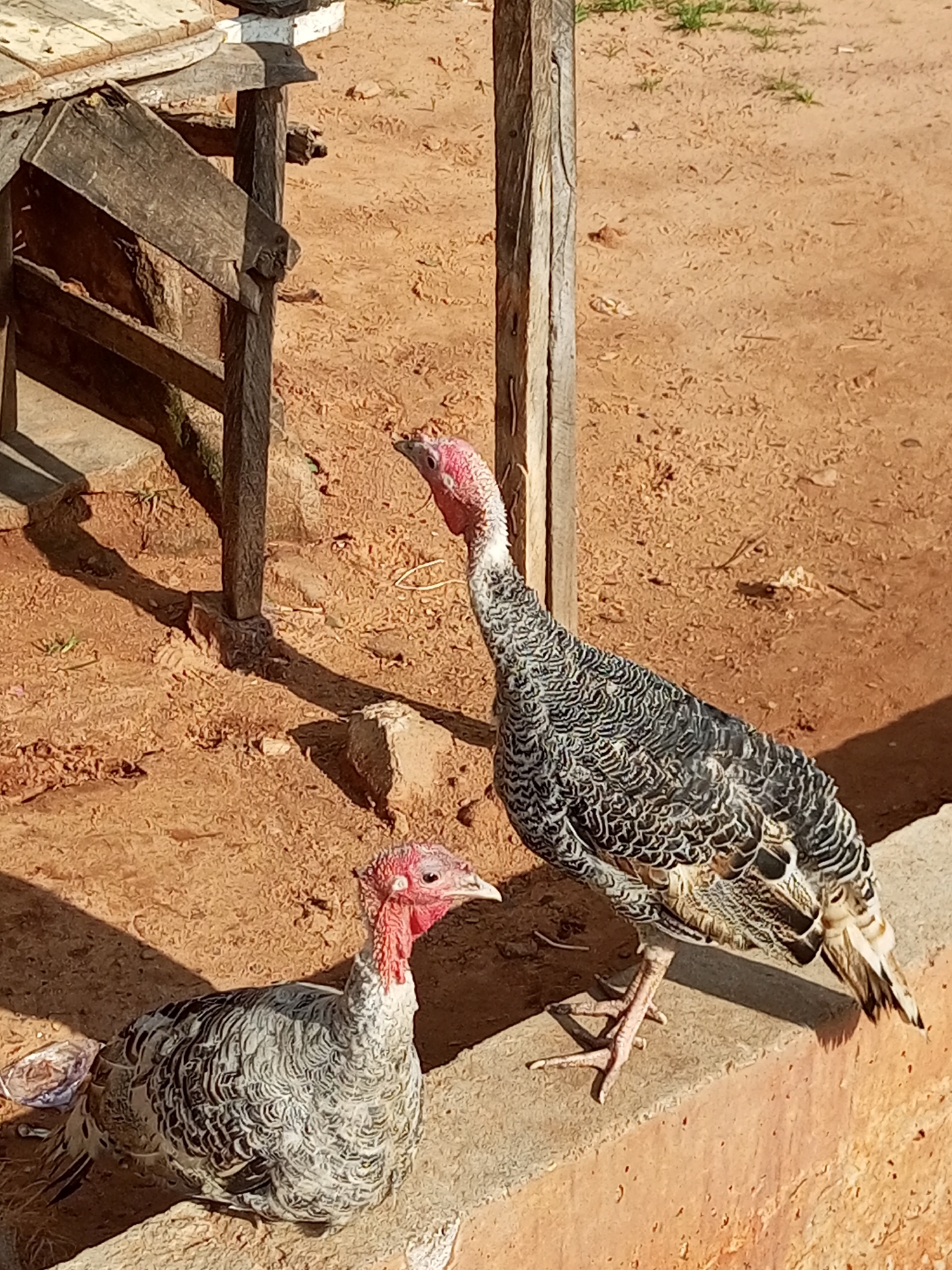 In an outdoor, dusty environment, two turkeys are positioned on a concrete ledge. The turkey on the right is standing, facing left with its head raised and its body angled slightly away from the viewer. It has a gray and black patterned body and a red neck and head. The turkey on the left is sitting down, facing right with its head slightly turned towards the right. It also has a gray and black patterned body and a red neck and head. Behind the turkeys, a wooden structure is visible, casting a shadow on the dusty ground. The ground itself is a mix of dry soil and sparse vegetation.