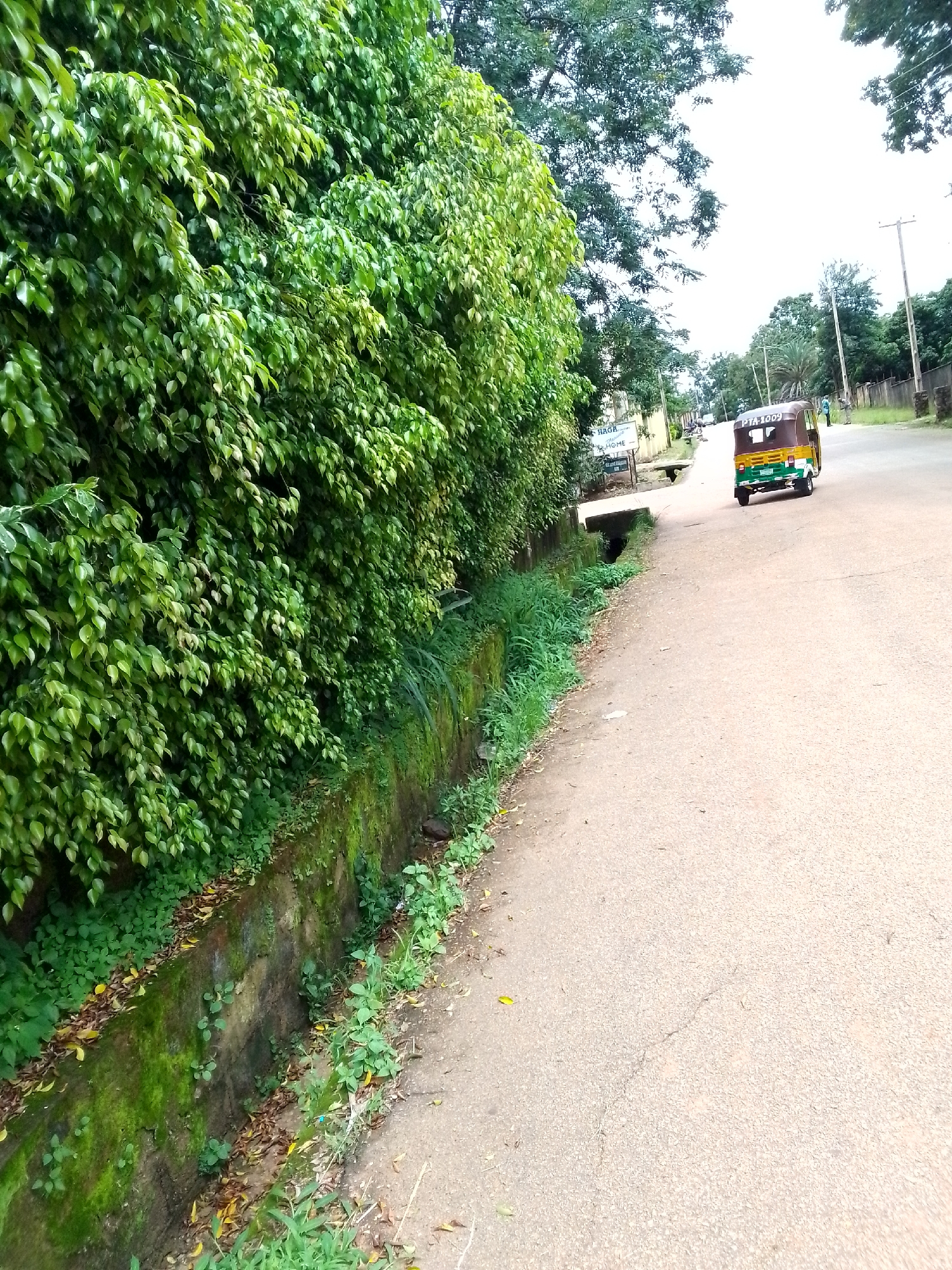 A three-wheeled motorized vehicle, commonly known as an "okada" or "keke napep," with license plate PTA-1009, is driving on a paved road in Jos, Nigeria. The vehicle is brown and yellow with green accents. To the left of the road is a dense wall of green foliage, suggesting a residential area or a well-maintained garden. The foliage is lush and covers a concrete barrier that lines the road. Some of the leaves appear to be from a Ficus tree. In the background, there are more trees and some utility poles. The sky is overcast and bright, indicating a daytime scene. The road surface is asphalt and appears to be in fair condition with some minor cracks. A person can be seen walking further down the road on the right side. A small sign is visible on the left, partially obscured by the foliage, with some text that is difficult to read completely. The overall impression is a somewhat humid and green environment typical of parts of Jos.