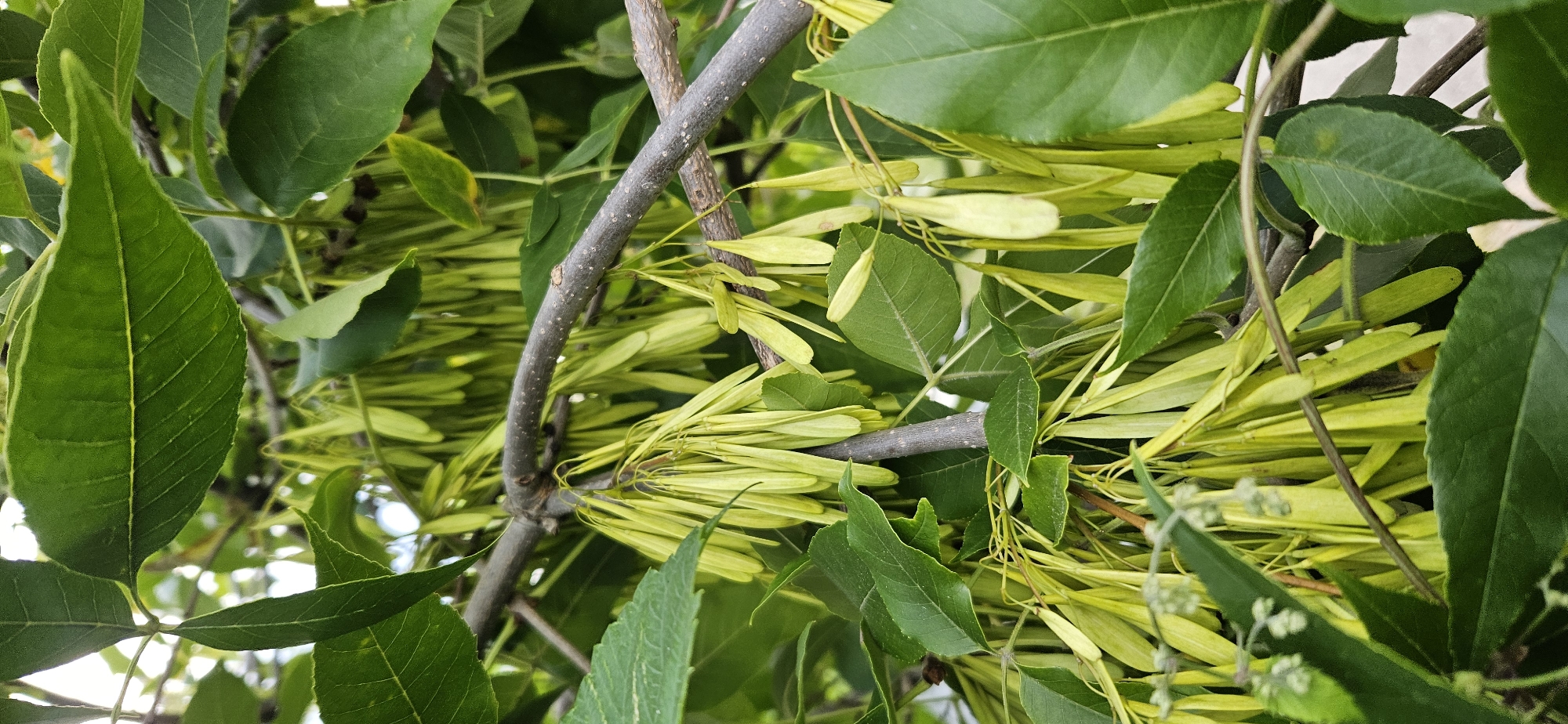 The image displays a close-up view of a tree branch laden with numerous elongated, pale green seed pods, often referred to as samaras. These pods hang in clusters, suspended by thin stems. The foliage surrounding the seed pods consists of vibrant green, ovate leaves with serrated edges. The branches themselves are a mottled gray-brown, with small lenticels visible. The background is softly blurred, suggesting an outdoor setting, likely a park or natural area within Vitsebsk, Belarus, given the context. No people or discernible human activity are present in the frame. The lighting appears to be natural daylight, casting subtle shadows and highlighting the textures of the leaves and seed pods.