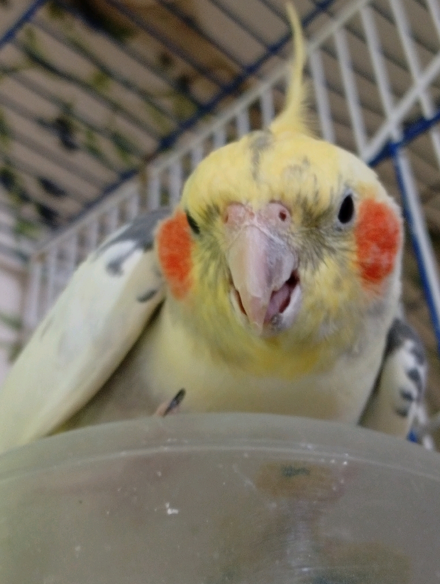 In an indoor setting, a cockatiel bird is captured in a close-up, low-angle shot. The bird's head and upper body are the primary focus, with its beak slightly open and its tongue visible. The bird has a yellow crest, grey and yellow plumage, and distinctive orange cheek patches. It is positioned in front of a blurry background that appears to be a cage with horizontal and diagonal bars. The foreground is occupied by a smooth, light-colored surface, possibly a food bowl or perch, which is out of focus. The lighting suggests the image was taken with natural light or a flash, creating subtle shadows and highlights on the bird's feathers and face.
