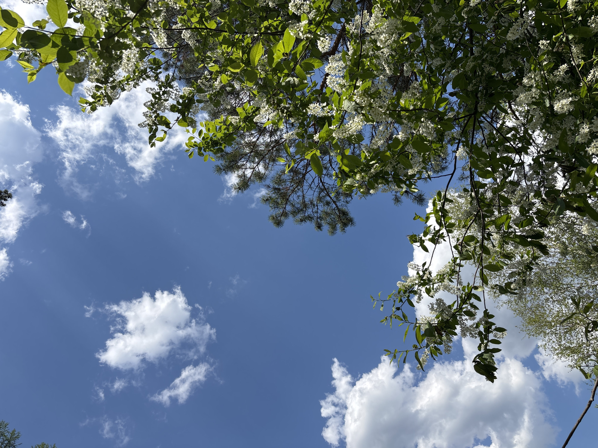 The image shows a view looking up through tree branches with green leaves and white blossoms, framing a blue sky dotted with fluffy white clouds. The location, Овсянка, Russia, is inferred without being explicitly visible in the image. There are no people visible in the image. The scene depicts a serene, natural environment.