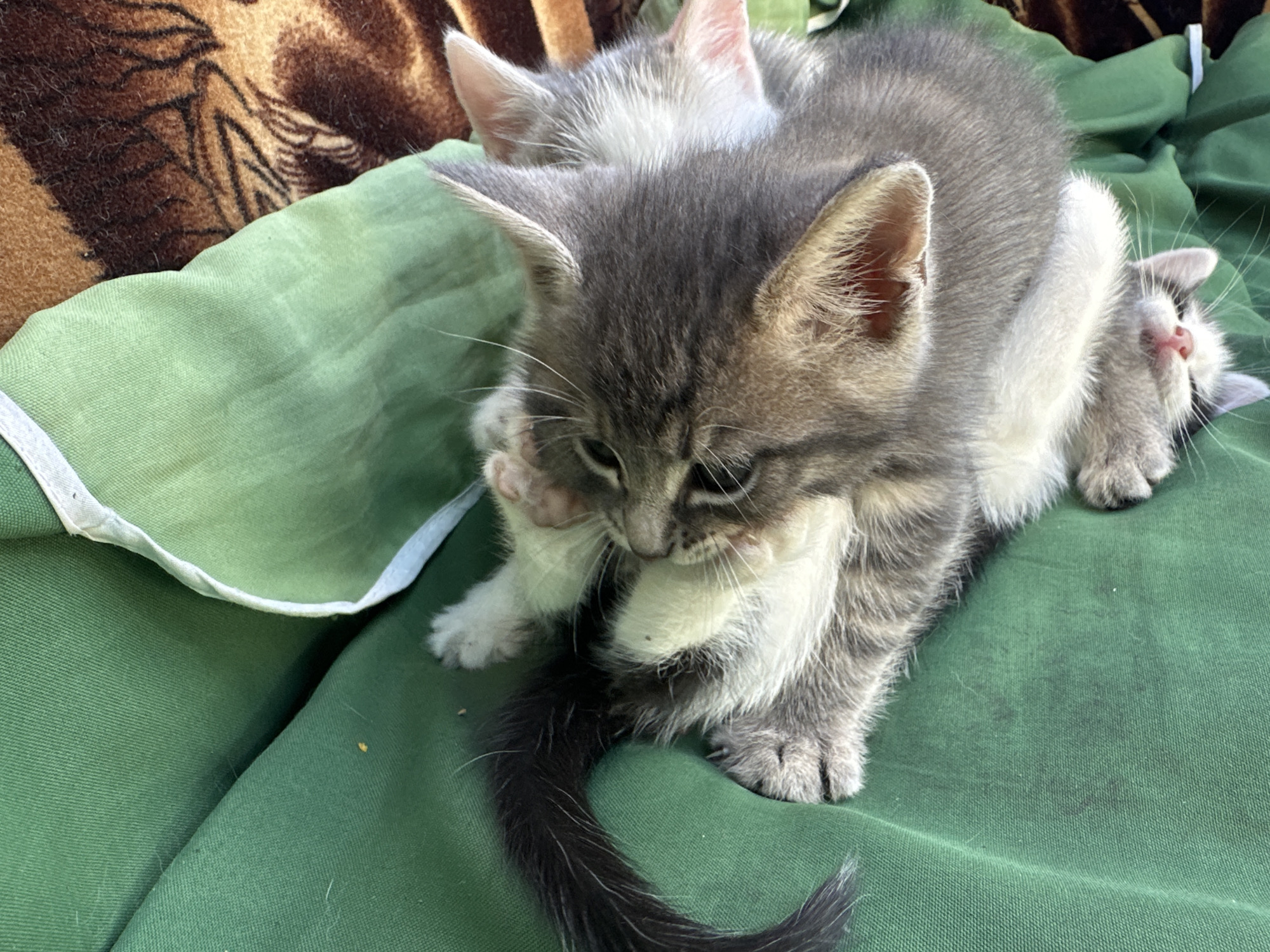 Two kittens are resting on a green fabric surface. The kitten in the foreground is gray and white with a black tail and is lying on its side, with its front paws extended and its head resting on them. Behind it, another kitten, mostly light gray, is lying on its back with its head tucked. The fabric has folds and is textured. In the background, a brown, patterned blanket is visible. The scene is outdoors, possibly in a yard, given the lighting and natural setting.