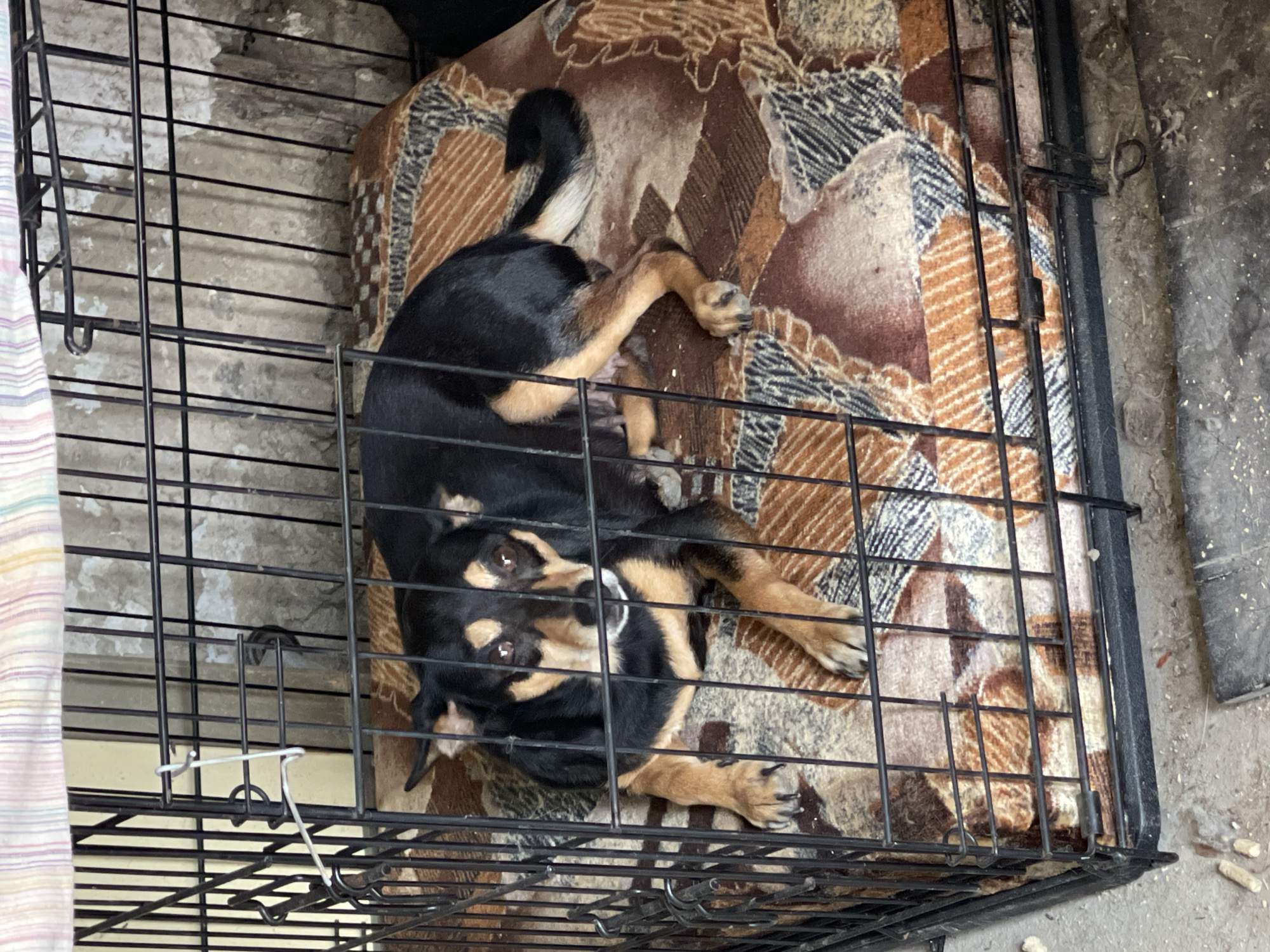 A medium-sized black and tan dog with tan markings around its eyes and on its legs lies on a blanket inside a black metal dog crate. The dog is looking directly at the camera with a slightly worried expression. The crate has a hinged door and is placed on a concrete floor. In the background, there is a textured wall and what appears to be a striped fabric draped over the top of the crate. The scene is indoors. The location is the village of Levokumka, Russia.