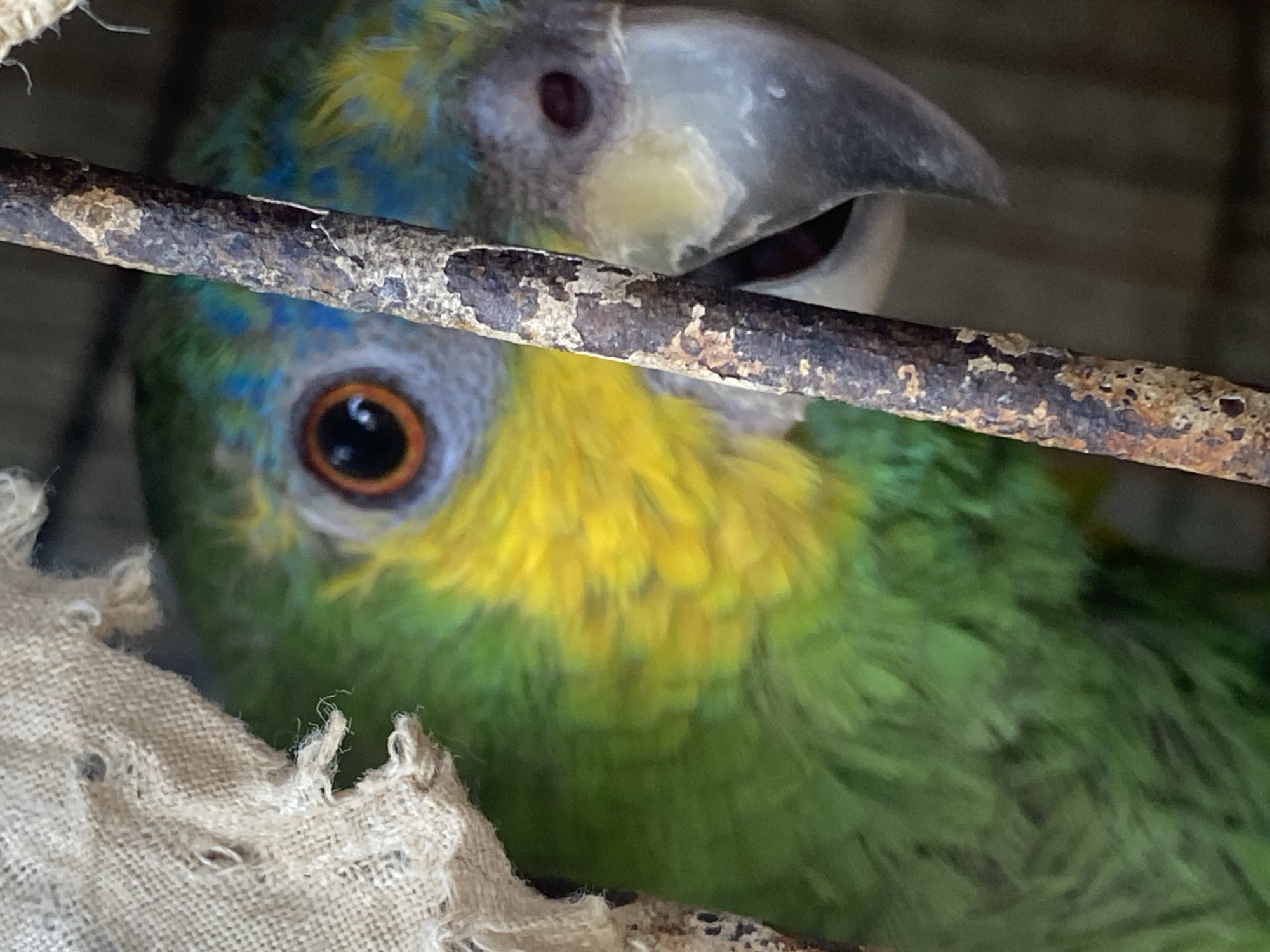 A close-up shot shows two parrots perched behind a rusted metal bar. One parrot is mostly green with yellow on its head and neck, while the other has a grey head with blue feathers and yellow markings. The parrots' eyes are visible. In the lower left corner, there is a piece of worn fabric. The location is Tinaquillo, Venezuela.