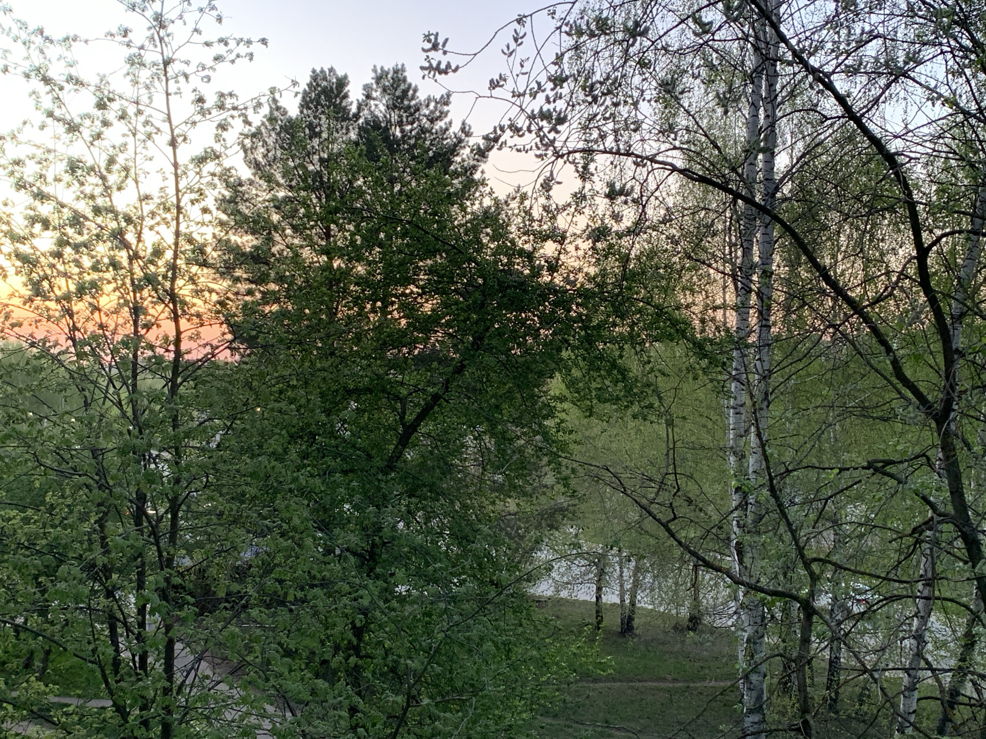 The image depicts a view through trees at sunset or sunrise in Chaikovsky, Russia. The sky exhibits a gradient of colors, transitioning from orange and pink near the horizon to a pale blue at the top. The foreground is dominated by trees with green foliage. Some trees are birches, recognizable by their white bark. Other trees have denser, darker green leaves. The presence of leaves suggests that it is during the spring or summer season. In the mid-ground, a grassy area and possibly a body of water is visible through the trees. Overall, the scene appears peaceful. No people or animals are visible.