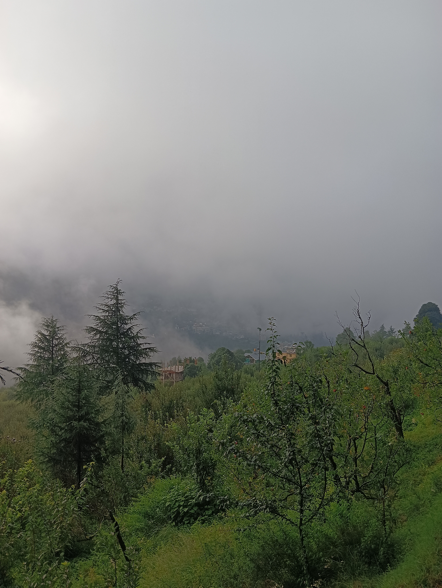 The image captures a misty, overcast day in Chhyal, India, likely during monsoon season given the heavy fog. The scene depicts a hillside covered with lush green vegetation. In the foreground, several tall evergreen trees, possibly deodars, stand prominently. Their branches are laden with foliage, and their conical shapes are characteristic of the region. To the right, a deciduous tree with bare branches contrasts with the surrounding greenery.
In the mid-ground, a settlement is partially visible through the thick fog, with buildings suggesting a town or village nestled on the slopes. The architecture appears to be typical of hilly areas, with pitched roofs. A construction site with scaffolding is also discernible, indicating ongoing development.
The background is dominated by the dense fog, which obscures the distant landscape and creates a diffused, ethereal atmosphere. The sky is a uniform gray, indicating a lack of direct sunlight. The overall impression is one of a serene, yet slightly melancholic, natural landscape enshrouded in mist. No people are visible in the image.