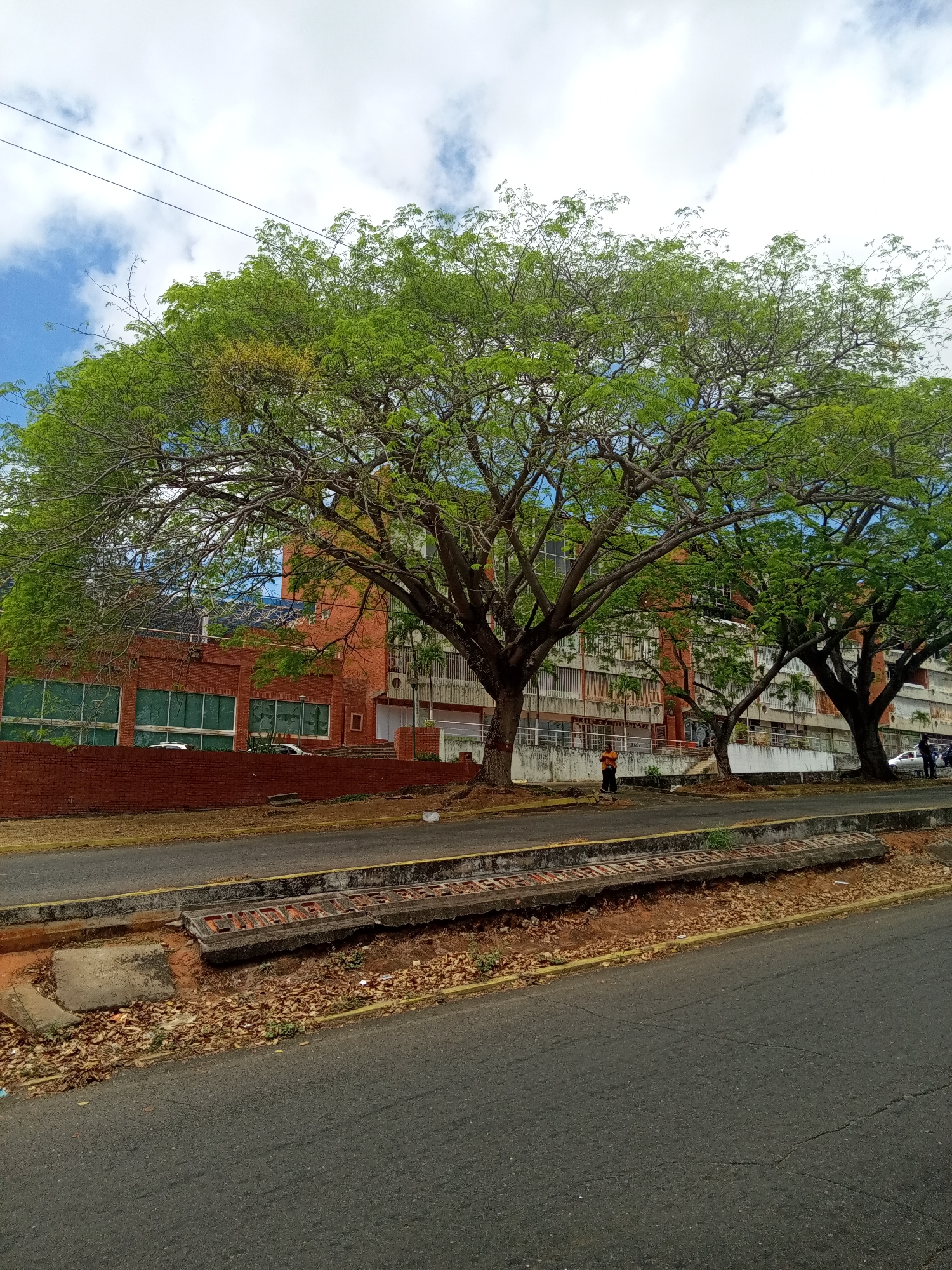 The image shows a street scene in Ciudad Guayana, Venezuela. Two large trees with broad canopies dominate the foreground, casting shade on the road. Behind the trees is a row of multi-story buildings with a mix of brick and concrete facades. A person wearing an orange shirt is walking along the sidewalk between the road and the buildings. Cars are parked along the street. The road surface is asphalt with cracks and patches. A raised concrete and brick median or curb runs along the road's edge, partially covered with fallen leaves and debris. Overhead power lines are visible against a backdrop of blue sky with scattered clouds.