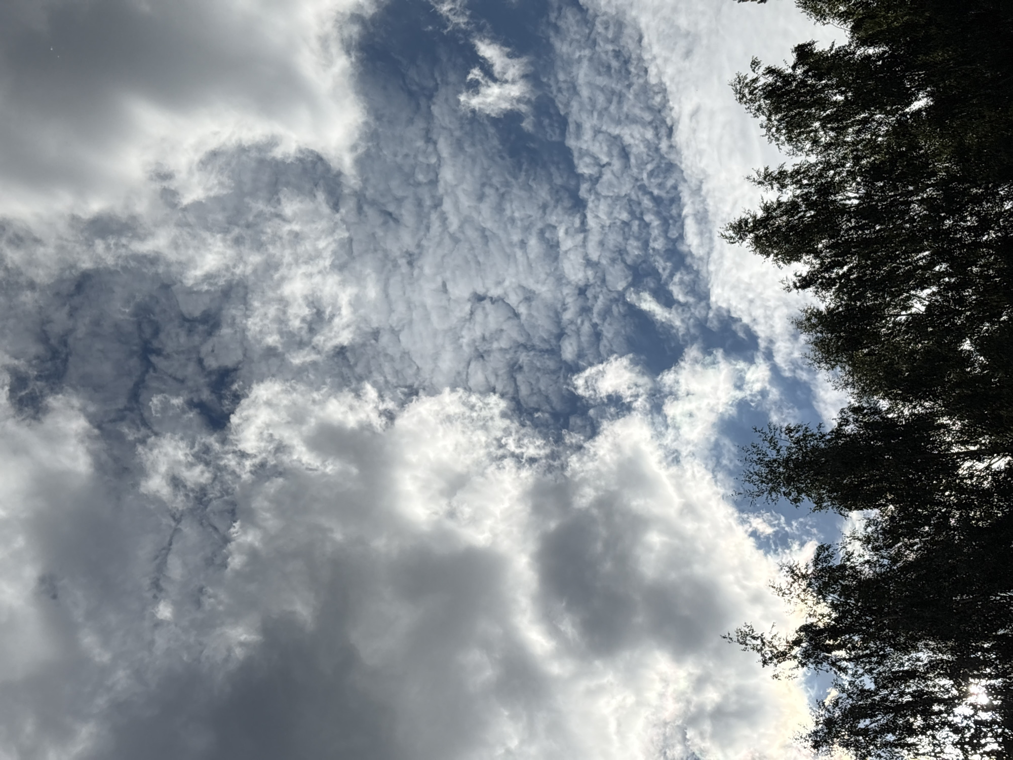 The image shows a view of the sky with dark silhouettes of tree branches on the right side. The sky is filled with a mix of clouds. Some clouds are bright white and fluffy, while others are darker gray, suggesting varying densities or thickness. Interspersed are patches of blue sky, indicating that it is not completely overcast. The clouds appear textured, with some having a rippled or wavy appearance, particularly in the upper left and central portions of the frame. The lighting suggests it is daytime, possibly late afternoon or early morning given the contrast between the bright and dark clouds, and the dappled light filtering through the tree branches. The perspective is looking upwards, capturing the vastness of the sky. The overall mood is somewhat dramatic due to the strong contrast between the dark foliage and the bright sky. No people or objects are visible in the sky or among the trees. There is no visible text in the image. The location context provided is Chaikovsky, Russia, which suggests a natural outdoor setting, likely a park or wooded area.