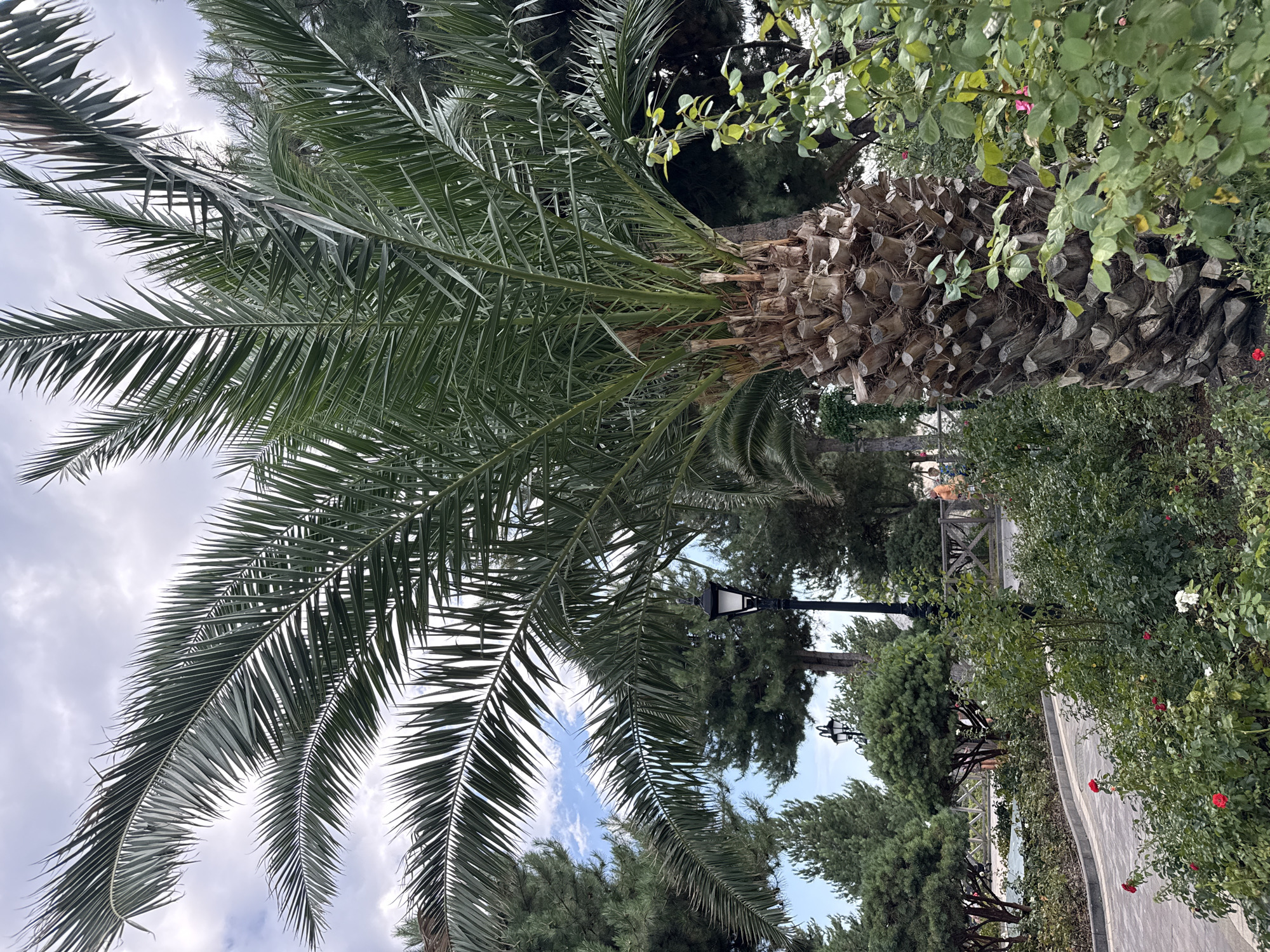 In the city of Simeiz, Ukraine, a palm tree stands prominently in the foreground, its thick, textured trunk dominating the right side of the frame. The palm's fronds arc overhead, casting shadows and creating a natural canopy. Adjacent to the palm, a lush rose bush with red and white blooms adds a splash of color to the scene. A paved pathway winds through the landscape, bordered by more greenery and ornamental shrubs. In the background, a lamppost illuminates a pathway, and other trees, including coniferous varieties, create a verdant backdrop. The sky above is overcast, with hints of blue peeking through the clouds. The environment suggests a well-maintained park or garden area, likely a public space within the city.