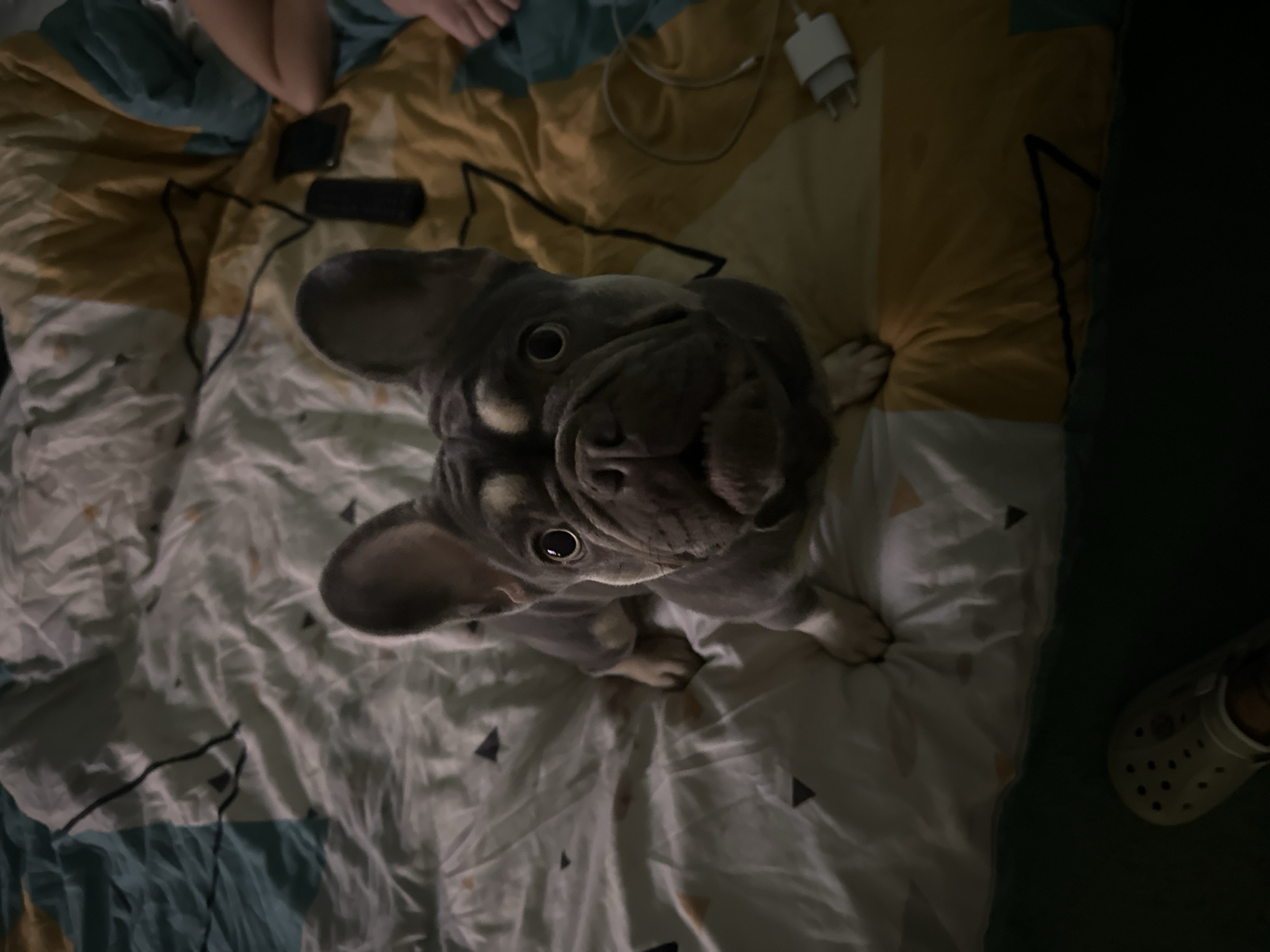 A French bulldog sits on a bed with a colorful comforter. The dog is in the center of the frame, facing the camera with its head tilted slightly. The dog has large ears, a wrinkled face, and dark eyes. Its fur is a mix of grey and tan. The comforter has geometric patterns in shades of yellow, blue, and white. To the right of the dog, a smartphone and a white charging adapter are visible on the bed. The lower part of the image shows a dark green surface with a light-colored shoe. The lighting is dim, suggesting an indoor setting at night.