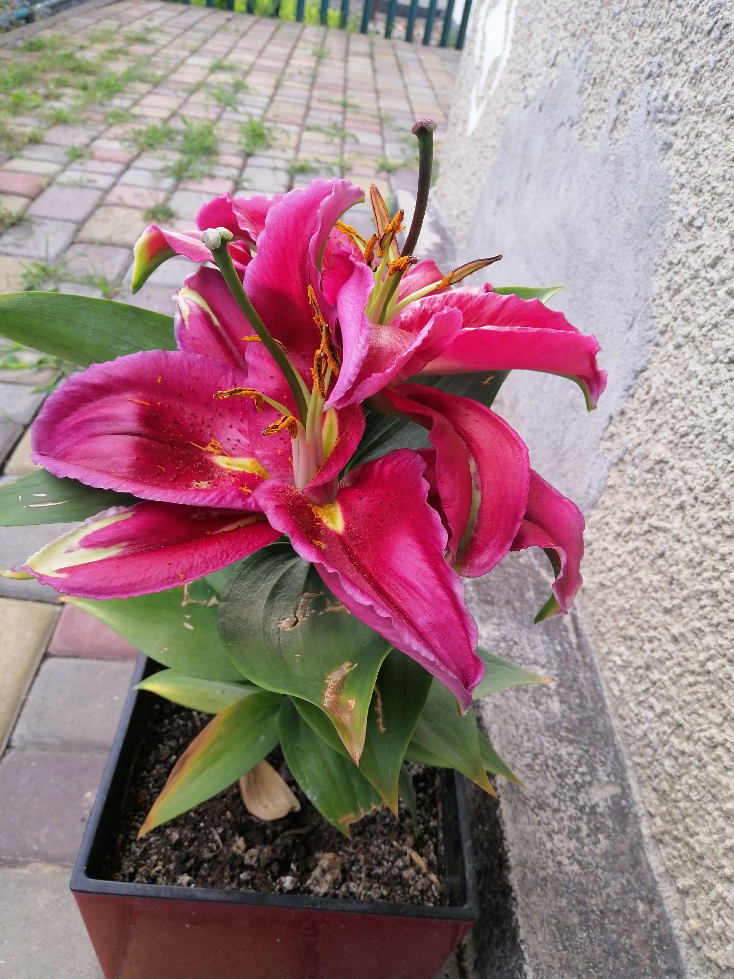 In Lanivtsi, Ukraine, a close-up shot captures a vibrant pink lily in a dark red planter. The lily, with its elaborate petals and prominent stamens dusted with pollen, is the central focus. The plant's lush green leaves, some showing signs of yellowing, are visible, nestled in dark soil. The planter sits on a patterned paving stone surface, which extends into the background, interspersed with small patches of grass. To the right, a textured, light-colored wall forms a stark contrast to the natural elements. The lighting suggests an outdoor setting, likely a garden or patio area. The perspective is from a low angle, looking up at the flower.