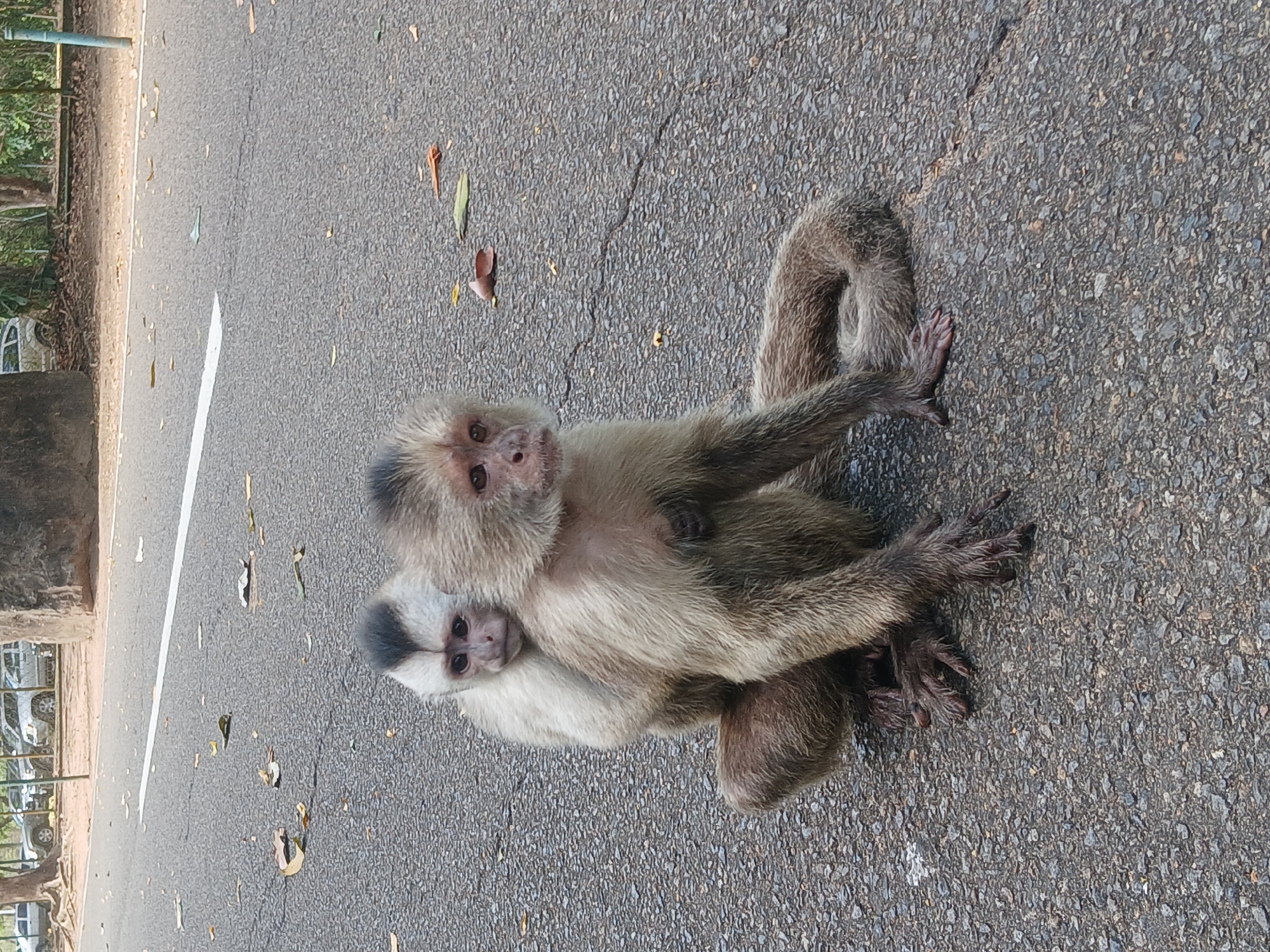 Two monkeys, an adult and a juvenile, are pictured on an asphalt road. The adult monkey, with a light-colored face and chest, and darker fur on its limbs and back, is positioned with its body facing mostly away from the camera but its head turned to look directly forward. Its limbs are spread out on the road. A smaller, juvenile monkey, also with a light face and darker head/body fur, is clinging to the adult's chest/belly, resting between its legs. The juvenile is also looking towards the camera.
The monkeys are situated on a dark grey asphalt surface, which has a distinct texture and some scattered dry leaves and debris. A solid white line is painted on the left side of the road, indicating a lane or boundary. In the background on the left, there is a concrete barrier or wall, behind which trees and dense foliage are visible. Further in the distance on the left, faint shapes of parked cars and a fence can be seen, suggesting a park or an area near human infrastructure. The lighting suggests it is daytime, with clear weather. The monkeys appear alert and curious, possibly observing the photographer. No text is visible in the image. The location context for this scene is Ciudad Guayana, Venezuela.
