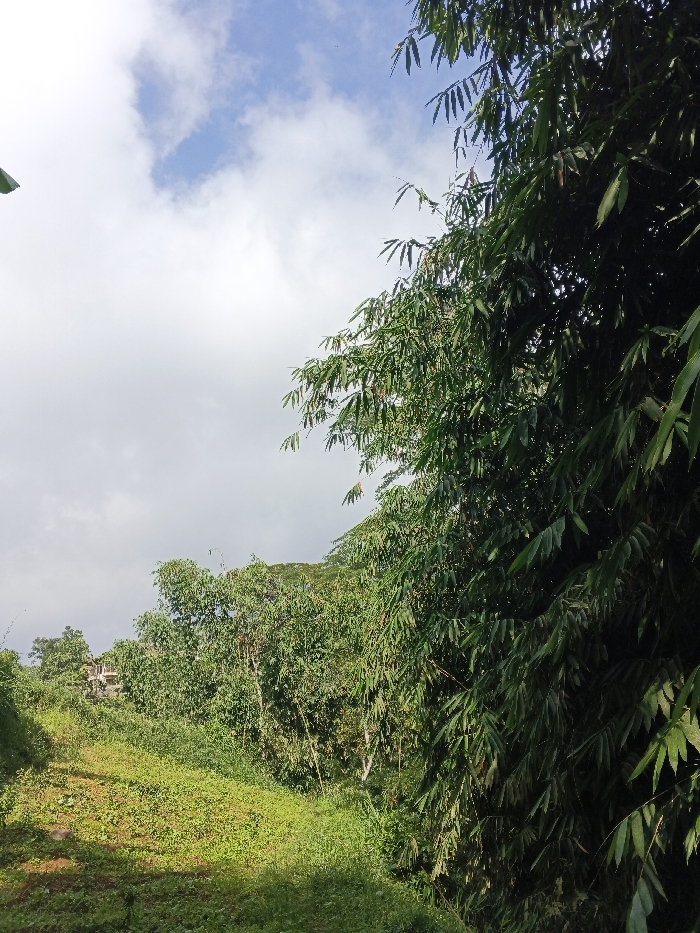 The image depicts a natural outdoor environment in Mengzi City, China, primarily composed of dense vegetation under a partly cloudy sky. The right side of the frame is dominated by a substantial growth of bamboo, characterized by numerous slender, green leaves and visible stalks. To the left, the foreground shows an expanse of low-lying green ground cover, consisting of mixed grasses and other foliage, with areas exhibiting variations in sunlight and shadow. In the midground, behind this ground cover, a diverse collection of trees and shrubs with broader leaves forms a dense green backdrop. A light-colored, multi-story building structure is partially visible through the trees on the far left side of the midground. The upper portion of the image features a sky with significant white cloud cover, punctuated by visible patches of blue sky. No individuals, animals, or specific actions are identifiable within the scene.