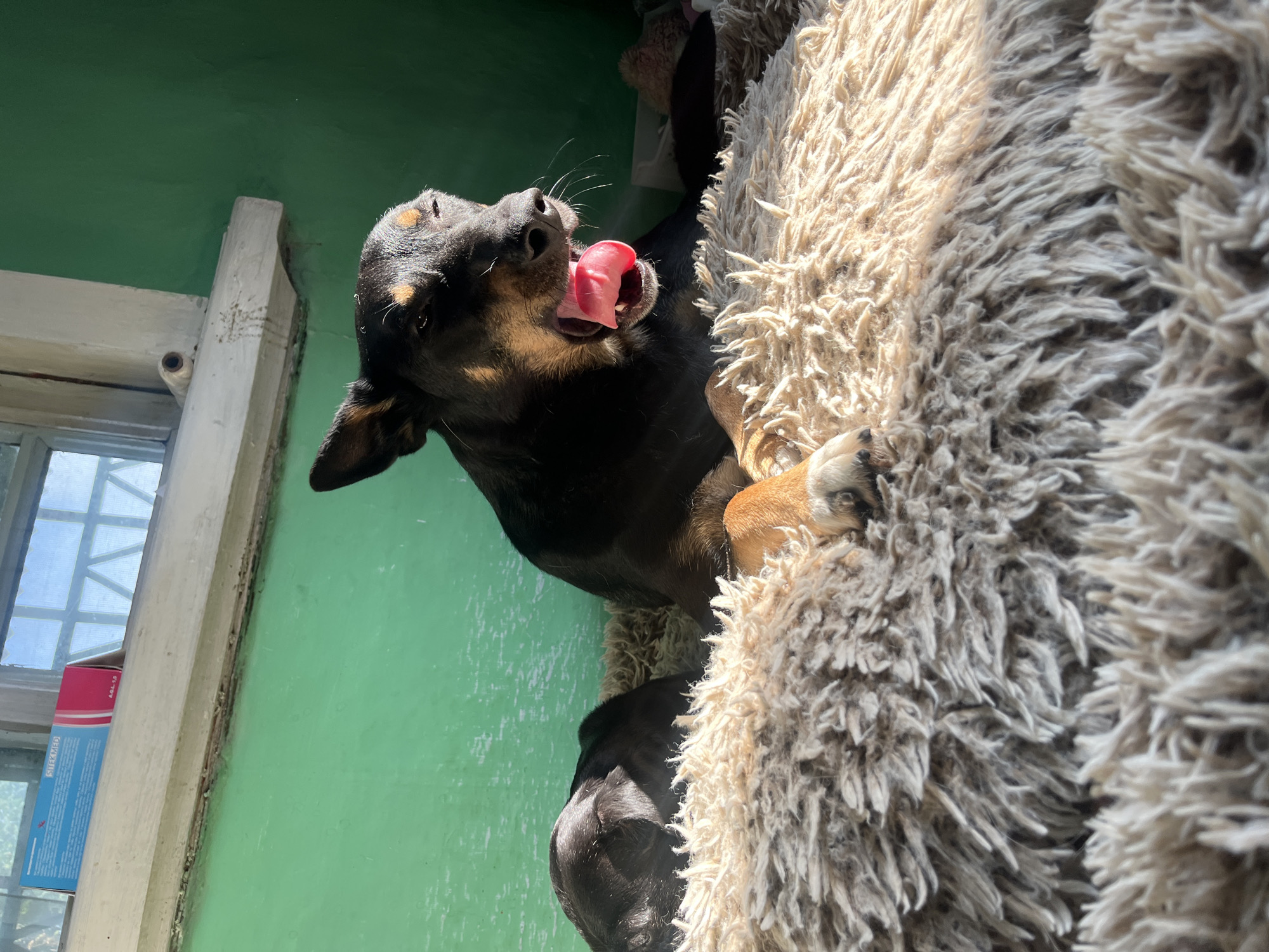 A black and tan dog is lying down on a shaggy, cream-colored rug, yawning. Sunlight streams in from a window, casting a warm glow on the scene. The dog's tongue is extended, a vibrant pink against its dark mouth. Behind the dog, a green wall is visible, and a window with a white frame is present above it. On the windowsill, a small, blue and pink box with white lettering is placed. The overall environment appears to be indoors, possibly a home, with a rustic or slightly unkempt aesthetic. The location is not specified within the image.