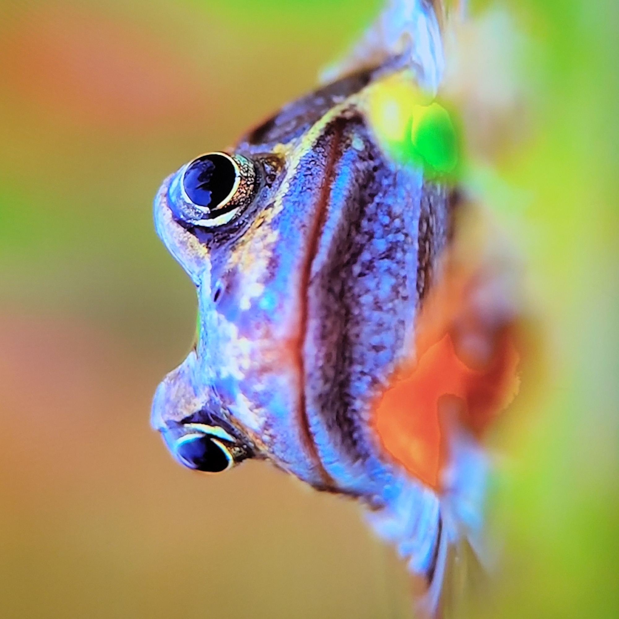 A close-up photo shows the head of a clown triggerfish (Balistoides conspicillum). The fish is oriented facing left. The background is a blur of orange and green hues. There is no indication of Yerevan, Armenia, or any city. No people, actions, or interactions are visible in the image.