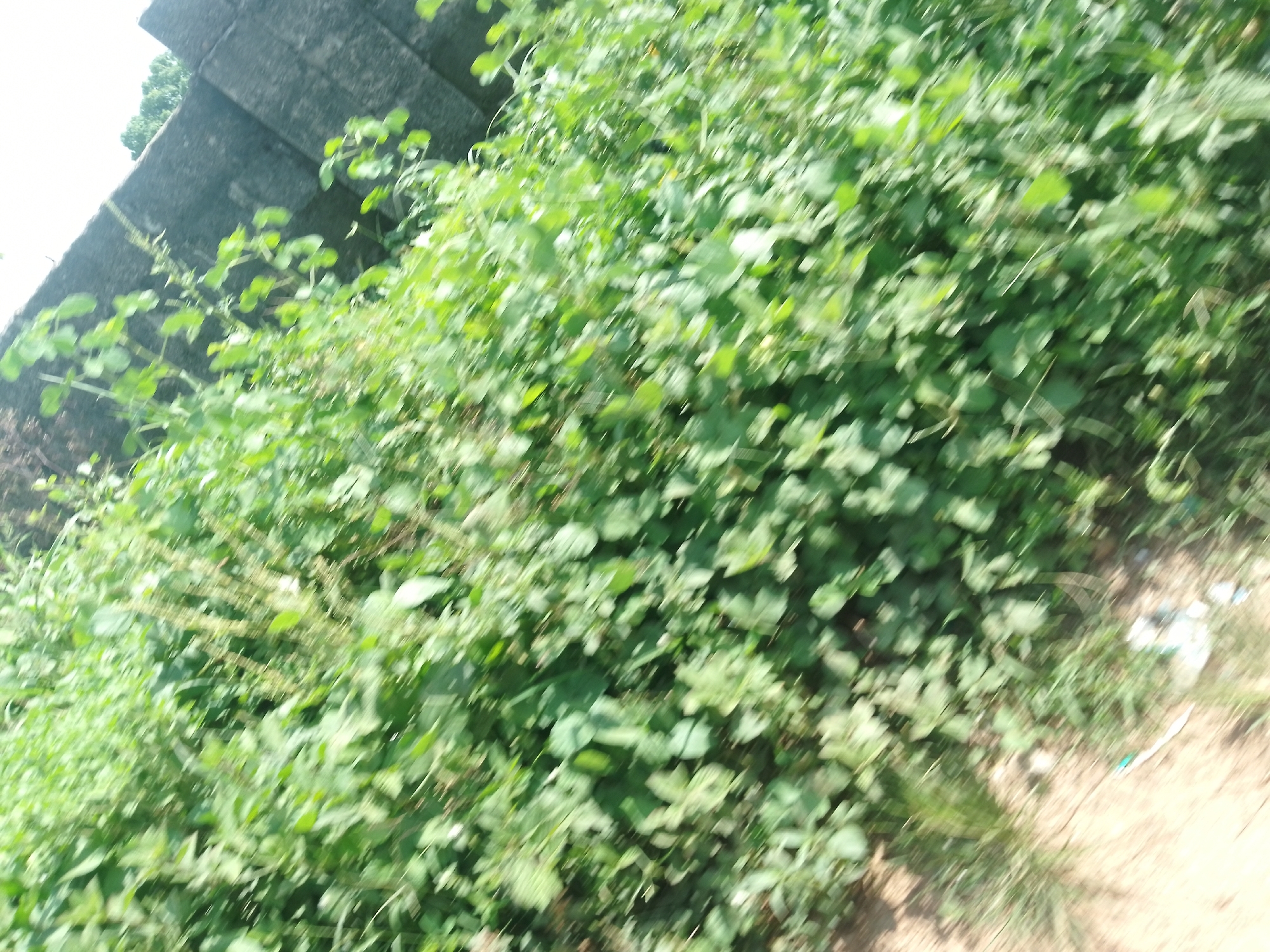 The image shows a blur of green foliage, suggesting dense vegetation. A portion of a grey, concrete structure, possibly a wall or a staircase, is visible in the upper left quadrant. The ground appears to be a dirt path, with some scattered debris visible on the right side of the frame, including a white plastic bag. The scene is outdoors and appears to be a natural or semi-natural area with man-made elements. Given the lack of specific landmarks or distinct features, pinpointing the exact location within Serti, Nigeria, is not possible from this image alone.