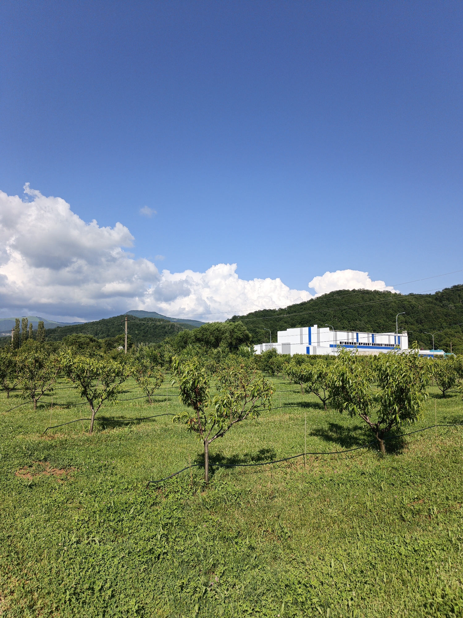 The image depicts an outdoor scene featuring an orchard with young trees under a bright blue sky with scattered white clouds. In the background, a modern industrial building with white walls and blue accents is visible, situated at the base of a lush green, tree-covered mountain. The orchard is neatly planted with rows of trees, each equipped with what appears to be an irrigation system. The ground is covered in green grass, with some areas showing patches of darker soil. The overall impression is one of a rural industrial landscape, likely in the vicinity of Pshada, Russia, given the context provided. There are no people or animals visible in the image.