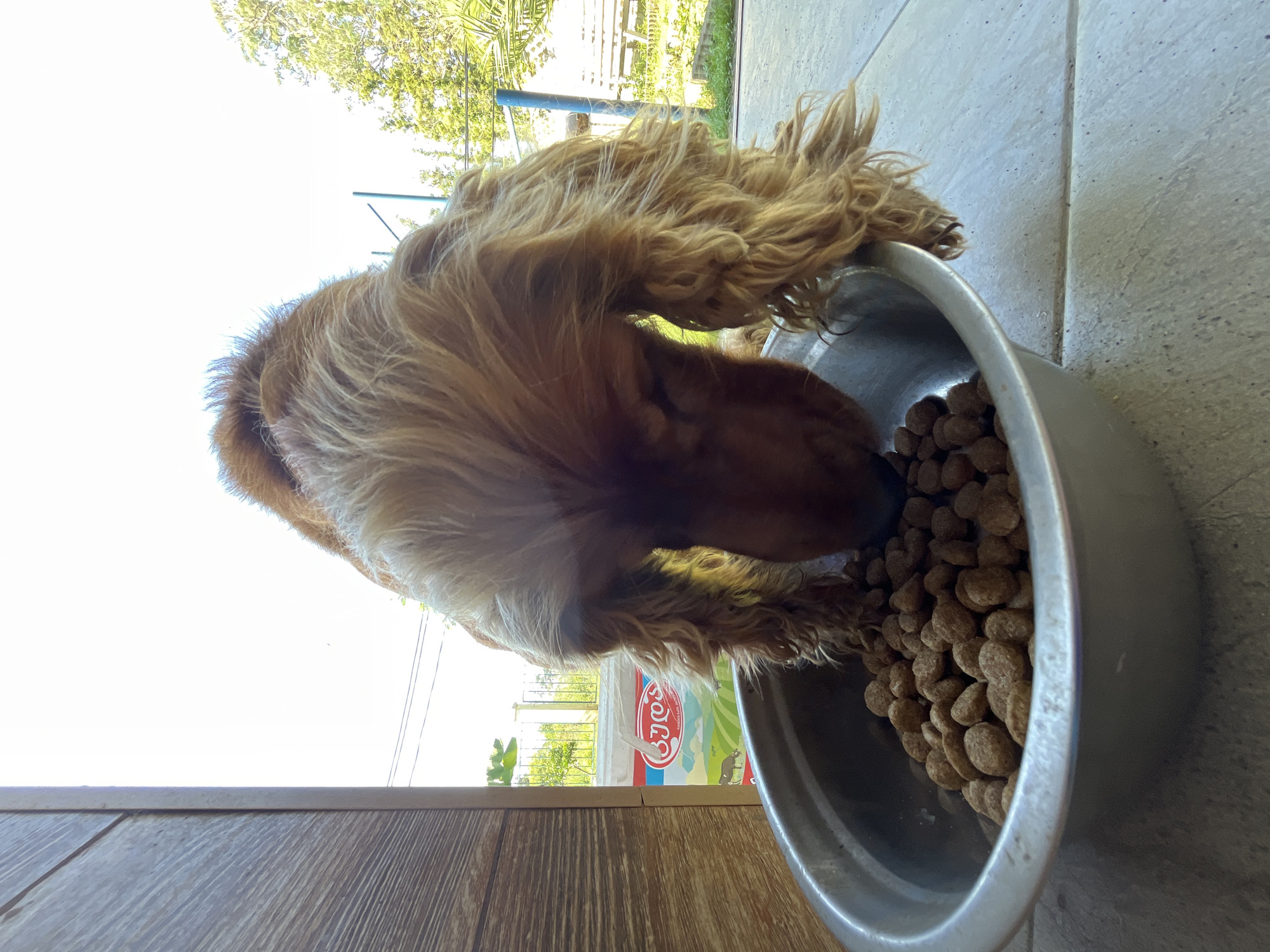 A medium shot captures a brown Cocker Spaniel with long, flowing fur bending its head into a metal food bowl filled with kibble. The dog is positioned in the foreground, obscuring much of its face as it eats. The bowl rests on a tiled surface. In the background, a wooden doorframe is visible to the left, and beyond that, an outdoor scene with trees, a fence, and a bright sky. A box with colorful graphics, possibly depicting a farm scene, is partially visible behind the dog, to the left of the food bowl. The context suggests the scene is located in Ureki, Georgia, a coastal city known for its magnetic black sand beaches.