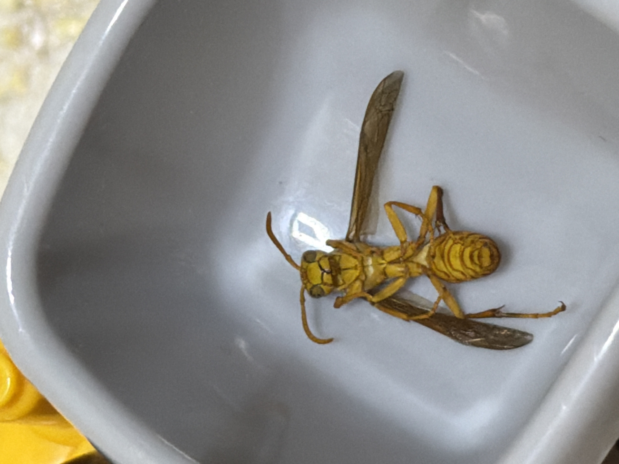 A dead, yellow, segmented insect is lying on its back in a white, square container. The insect has a prominent head with antennae, a thorax with six legs, and a large abdomen. Its wings are spread to the sides. The container is situated on a textured surface, with a bright yellow object visible in the upper left corner of the image. The setting appears to be indoors. The insect's body is desiccated and its coloration is uniform. The container's interior is smooth and reflects light.