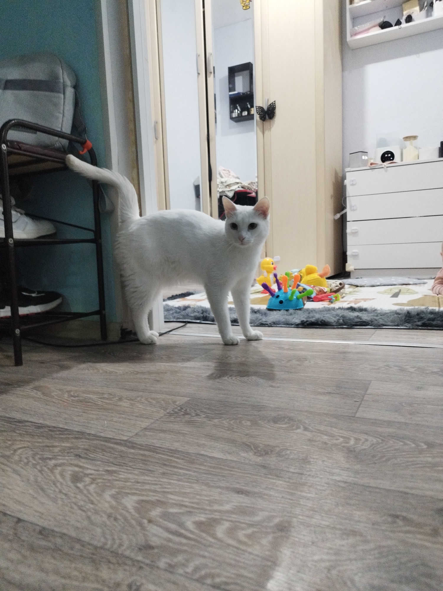 A full-bodied, white cat with short hair stands on a light brown, wood-grained floor, facing the camera. The cat has yellow eyes and a pink nose. Behind the cat, to its left, is a dark metal shelving unit holding shoes and a gray bag. To the right of the cat, there's a doorway leading into a room with a white dresser, shelves, and various toys on a gray rug. The walls are painted light blue. The location is likely inside a residential home. There is no evidence to confirm the location is in Yakutsk, Russia.