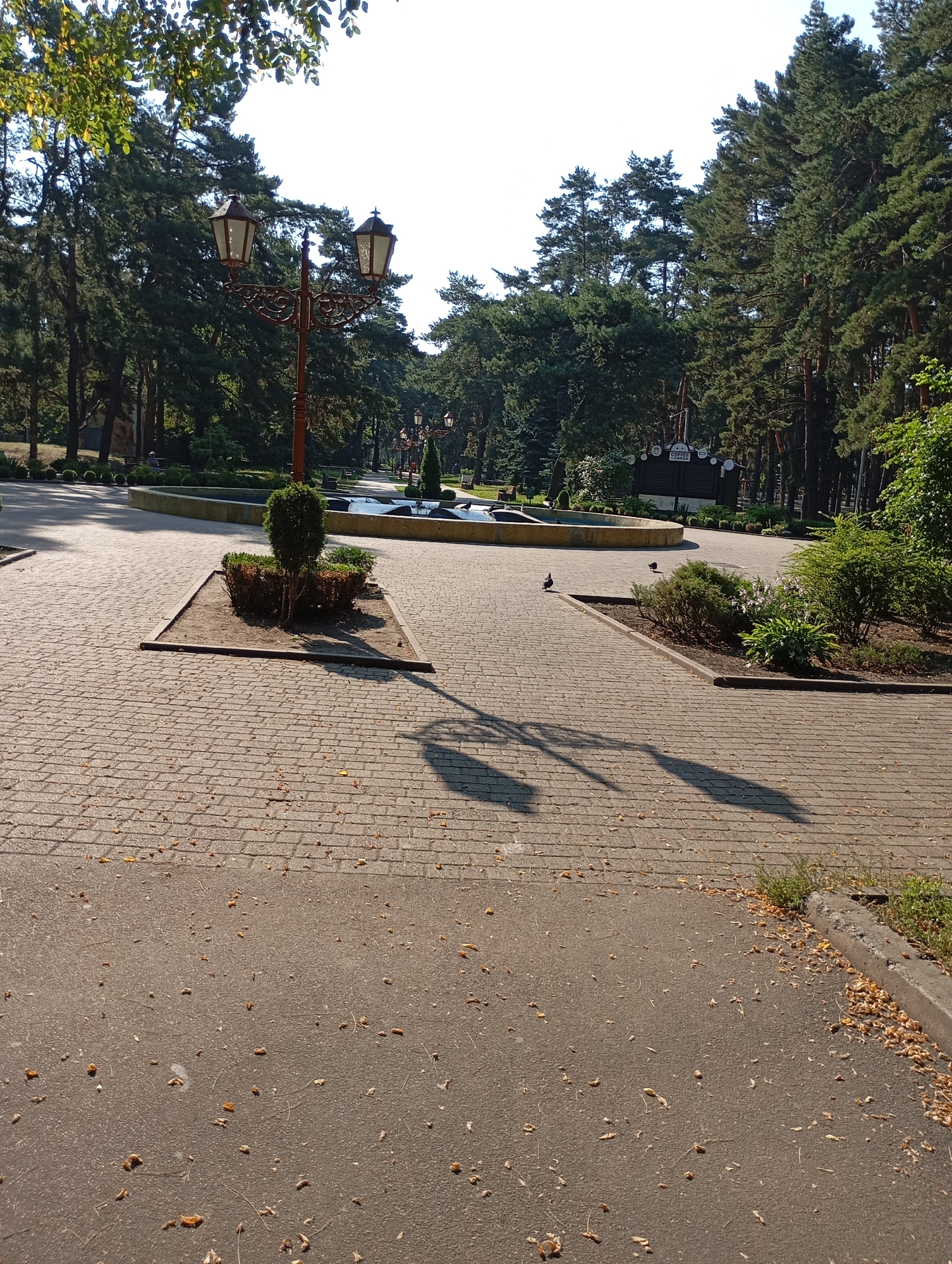 This image shows a park scene in Horishni Plavni, Ukraine. In the foreground, there is a paved walkway with some fallen leaves scattered on it. To the left, a circular planter with a small, manicured bush and a larger, more wild-looking shrub sits on the walkway. Further back, the walkway branches out, leading towards a fountain with a circular basin. Two birds are visible on the walkway near the fountain. In the background, tall pine trees line the park. A lamppost with two decorative lamps stands on the left side of the walkway. A building with a sign that reads "COFFEE LOUNGE" is visible among the trees. The sky is clear and bright, suggesting a sunny day.