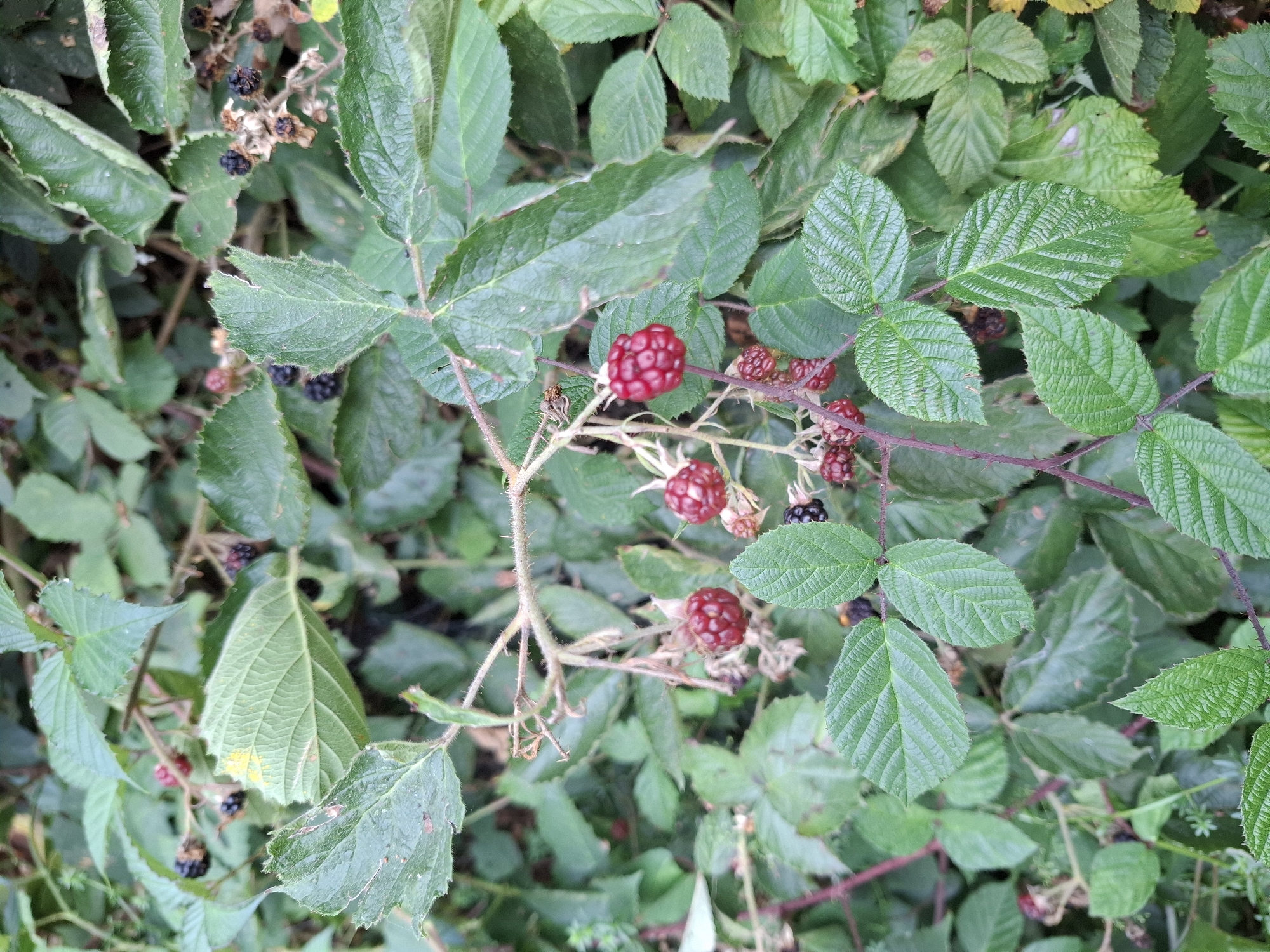 The image shows a close-up view of a blackberry bush with ripe and unripe berries, as well as green leaves. The berries are a mix of dark purple and red. The leaves are serrated and veined, with some appearing slightly wilted. The bush appears to be growing outdoors in a natural setting, with other greenery visible in the background. The lighting suggests it might be a cloudy day or shaded area. There are no people or man-made structures visible in the image. The scene is typical of a wild or cultivated blackberry patch.