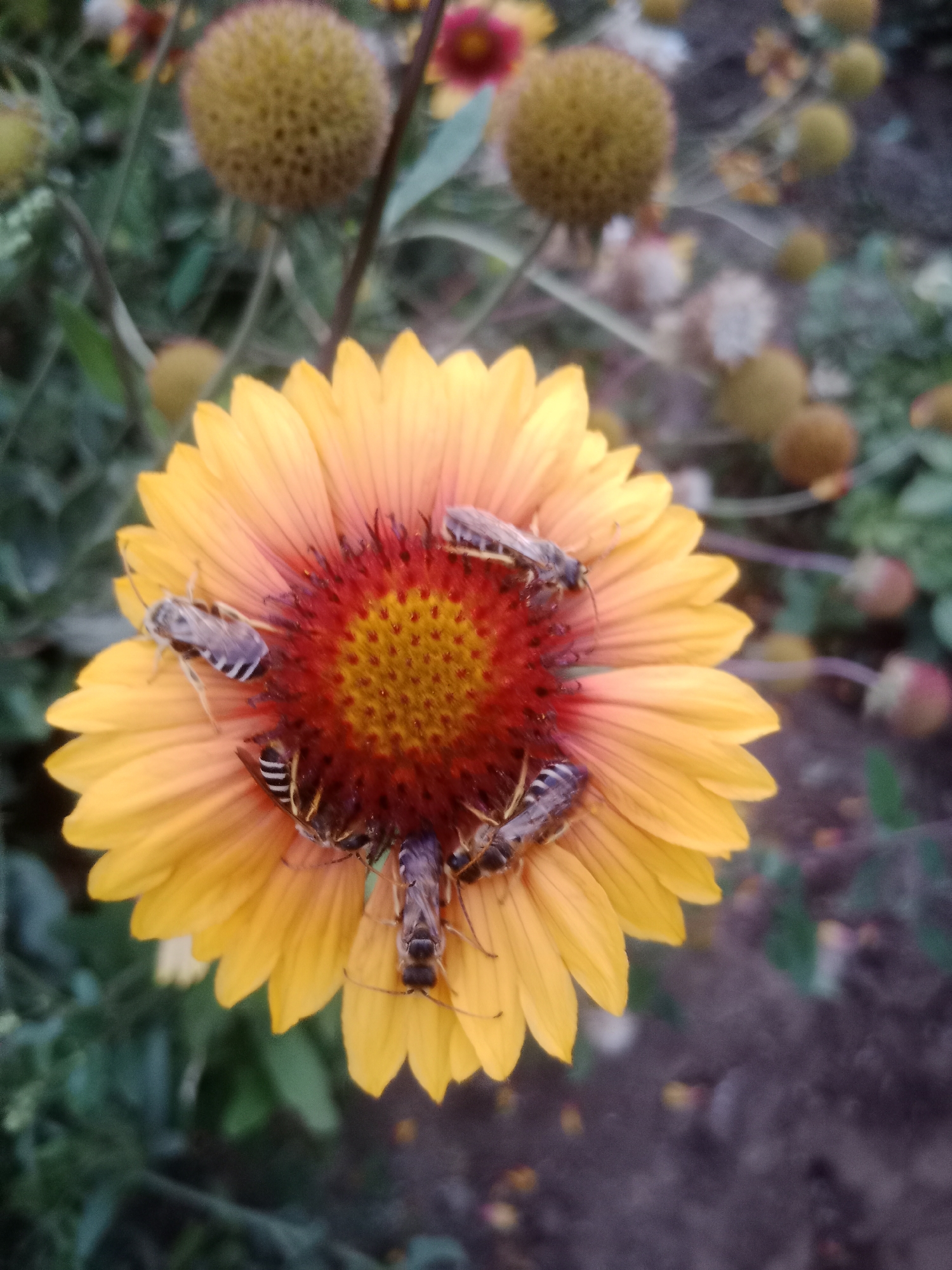 In Макаров ауылдық округі, Kazakhstan, a close-up shot captures a vibrant yellow and red flower, likely a type of daisy, as the central subject. Several bees are actively engaged with the flower's center and petals, suggesting they are collecting nectar or pollen. The background is softly blurred, revealing more unopened flower buds and green foliage, indicating a garden or natural setting. The lighting appears to be natural daylight.