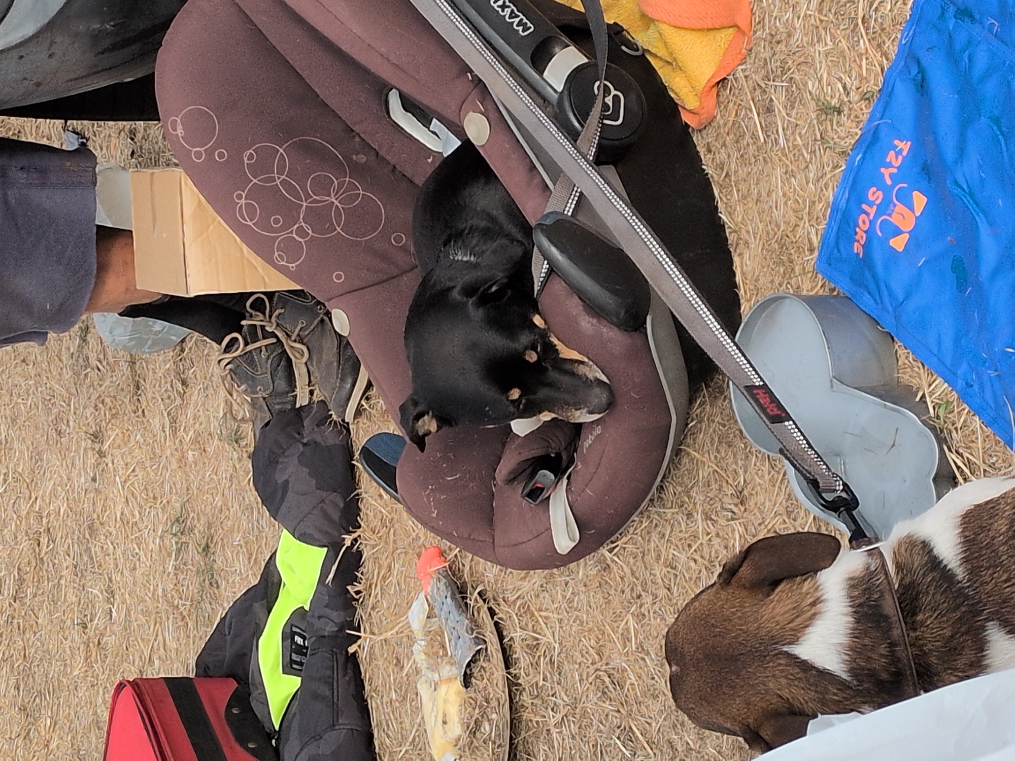 This image depicts an outdoor scene on a dry, straw-covered ground, potentially in South Staffordshire, United Kingdom. The central focus is a black and tan dog lying down within a brown car seat. The car seat has a patterned interior and a black handle. To the left of the car seat, a light brown and white dog is visible, facing a grey water bowl. This dog is wearing a collar and appears to be drinking. In the background, a red suitcase and a bright yellow safety vest are present. There are also a pair of dark shoes and a cardboard box. A blue mat with orange lettering and graphics is in the foreground, partially obscured. The overall impression is one of a casual outdoor gathering or camping setup with pets.