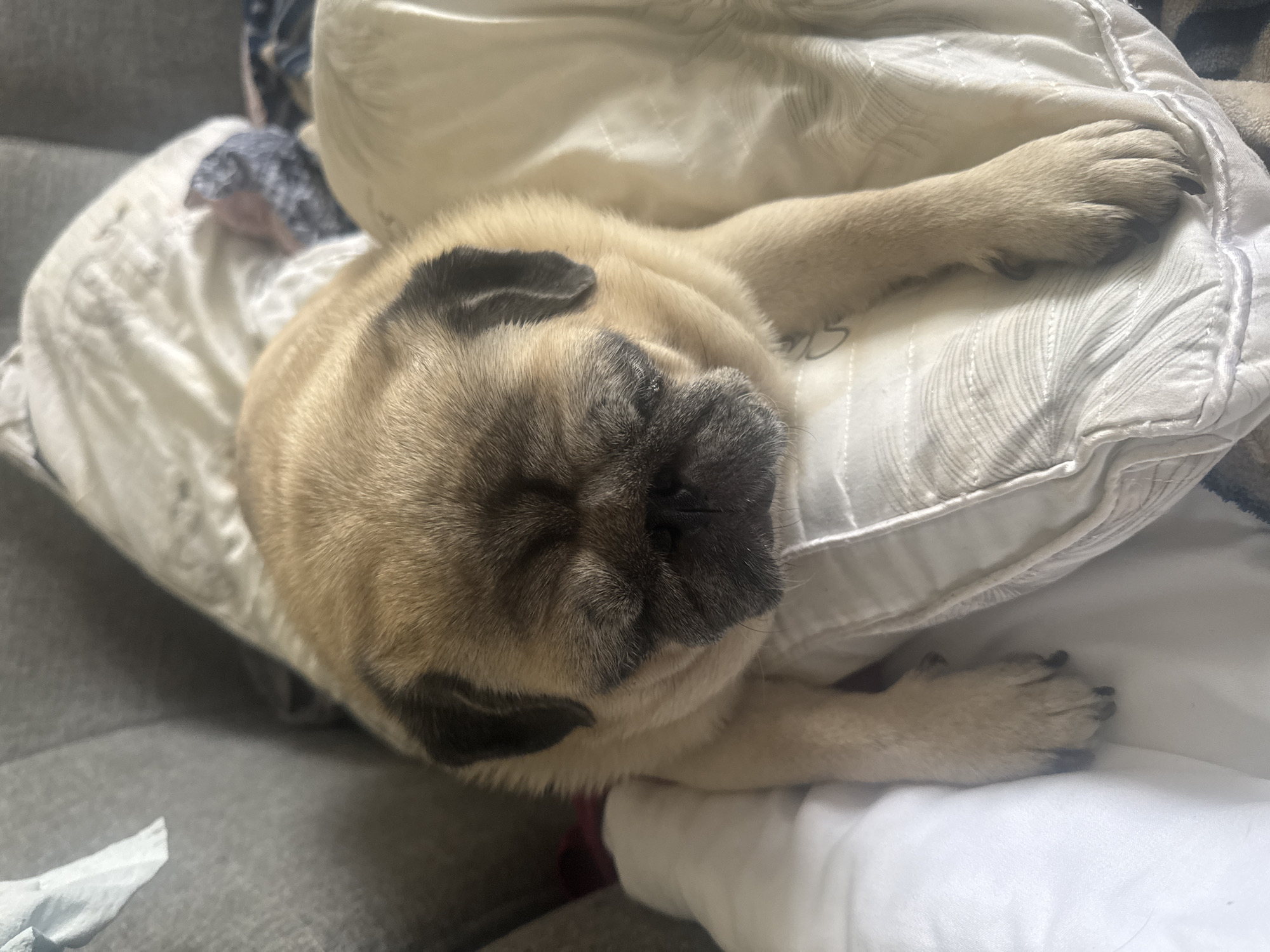 A pug is asleep on a bed, nestled between pillows and blankets. The pug is fawn-colored with black markings around its face. Its eyes are closed, and its body is relaxed. The bed appears to be in a home environment, with a couch visible in the background. There is no information to indicate the location is in Bishkek City, Kyrgyzstan.