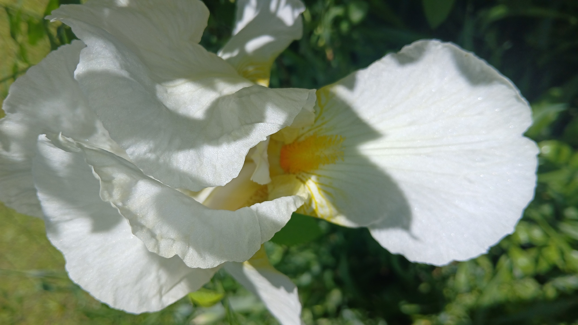 The image features a close-up shot of a white iris flower. The petals are ruffled and exhibit shadows, giving the flower a three-dimensional appearance. The center of the flower is visible, revealing yellow and orange hues. The background is blurred, showing green foliage, possibly from surrounding plants. It is daytime and the sun is hitting it from above. I have no information about this image being located in Dnipro, Ukraine.