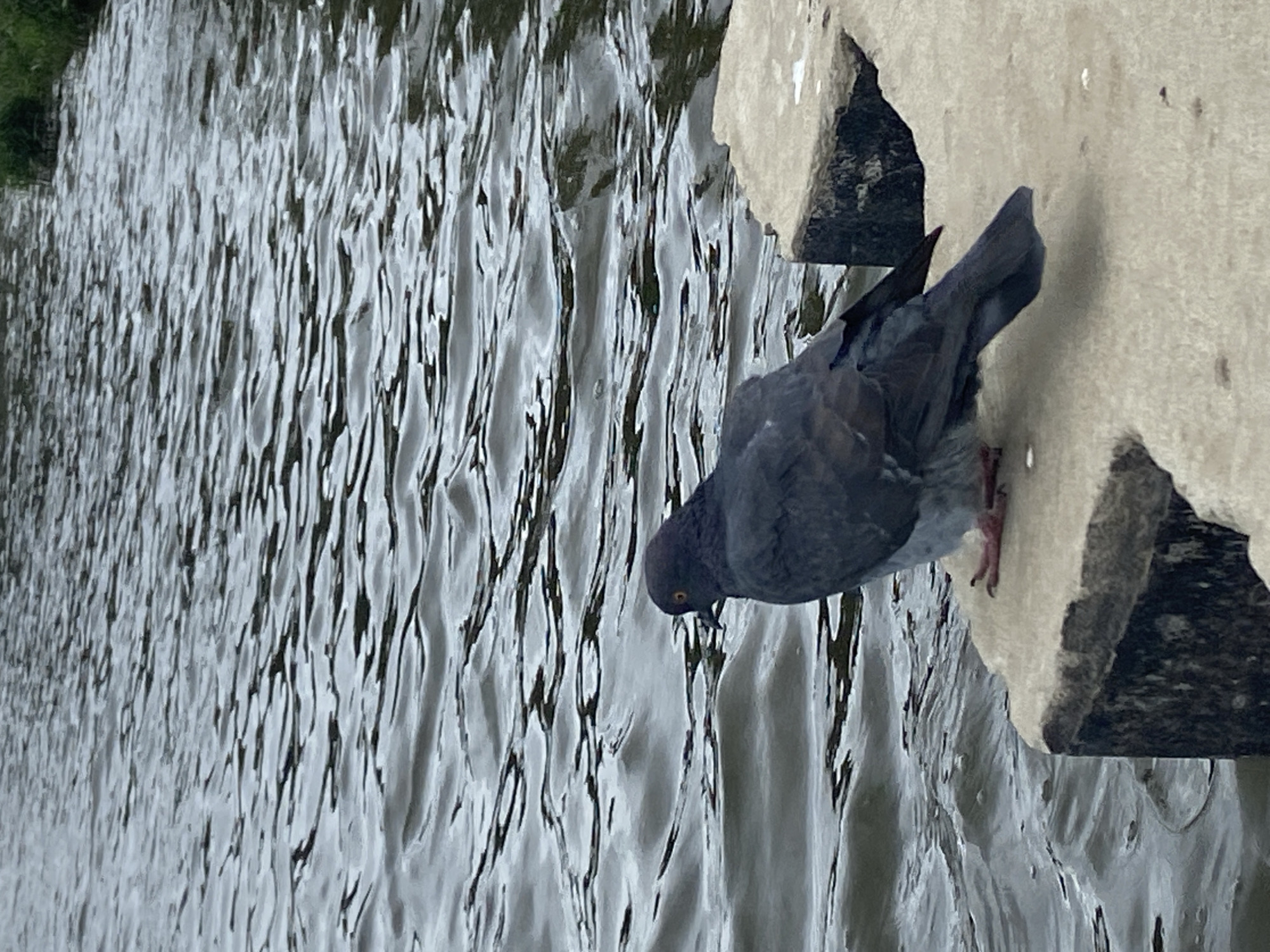 A pigeon stands on a concrete ledge by a body of water, facing right. The pigeon is dark gray with hints of purple on its head and a yellow eye. Its feet are visible, with pinkish toes. The water is dark and rippled, suggesting a slight breeze. The concrete ledge appears to be part of a structure along the water's edge. The background consists of more water and a blurry line of green vegetation. The image is taken from a slightly elevated perspective, looking down at the pigeon. The scene is likely outdoors in an urban or park setting, possibly along a river or pond in Balashikha, Russia.