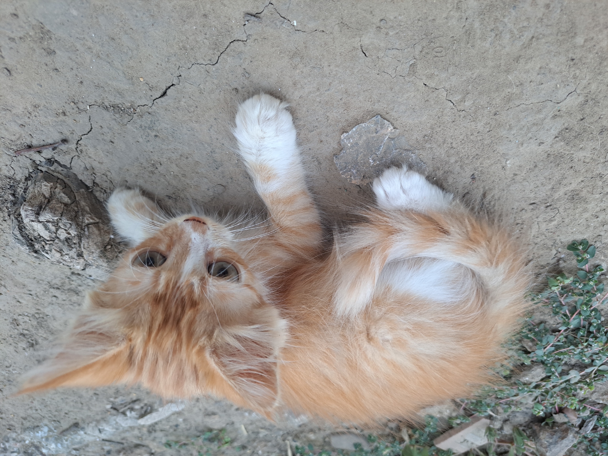 A young, ginger-and-white kitten lies curled on cracked, dry, light brown earth, with a few sparse green plants and scattered rocks visible in the background. The kitten's fur is a mix of orange stripes and white patches, particularly on its chest and paws. Its eyes are wide open and a pale green, with dark pupils. The kitten's tail is curled tightly around its body. The lighting suggests it is daytime, with shadows visible on the ground.