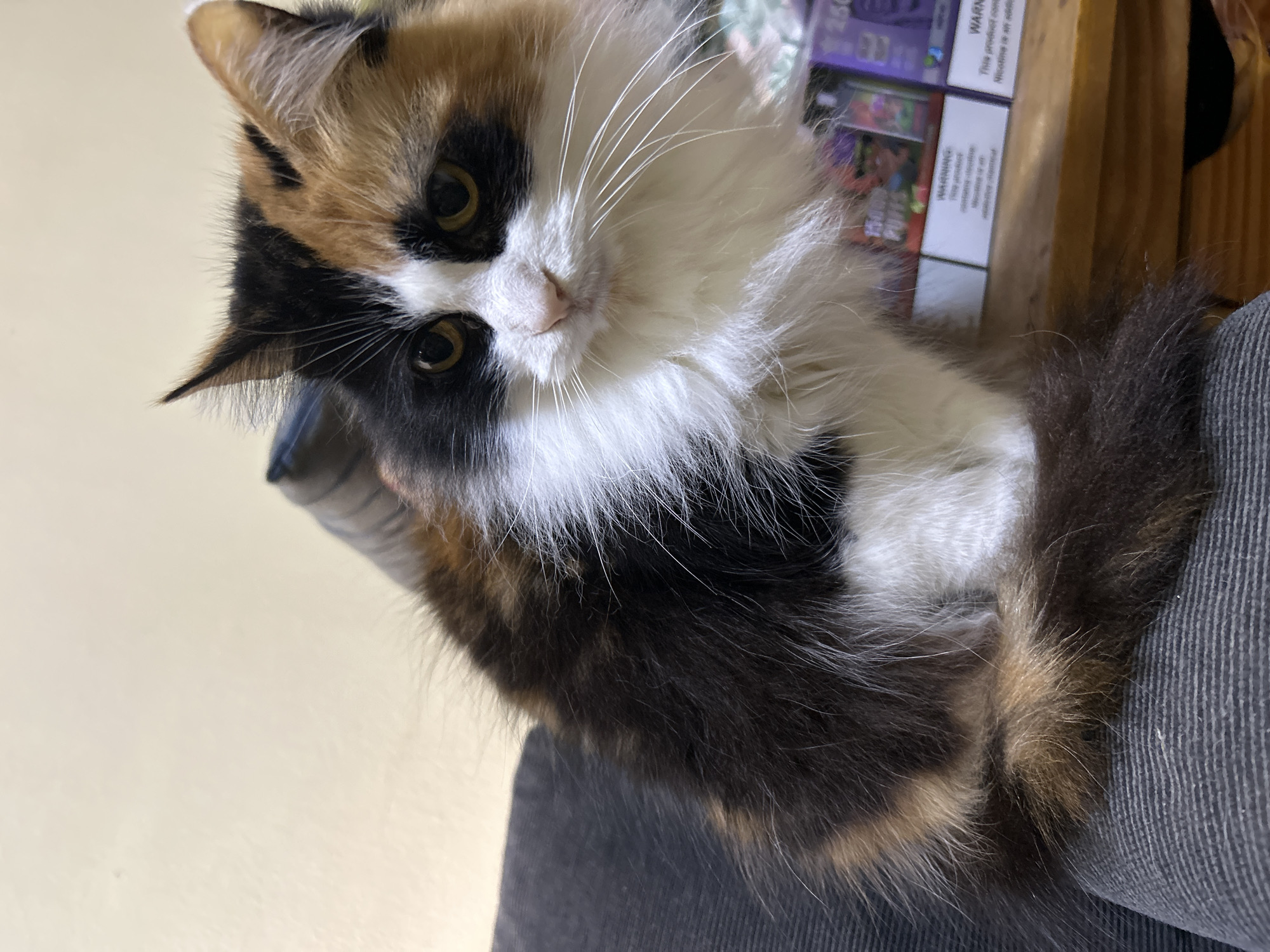 A calico cat with long fur sits on a dark gray corduroy sofa. The cat's fur is a mix of black, white, orange, and brown. The cat is looking to its right with wide, yellow eyes. In the background, there is a pale yellow wall and a stack of brightly colored boxes. The boxes appear to be vape juice packaging. The image was taken indoors in natural light. There are no people or any other animals visible in the image.