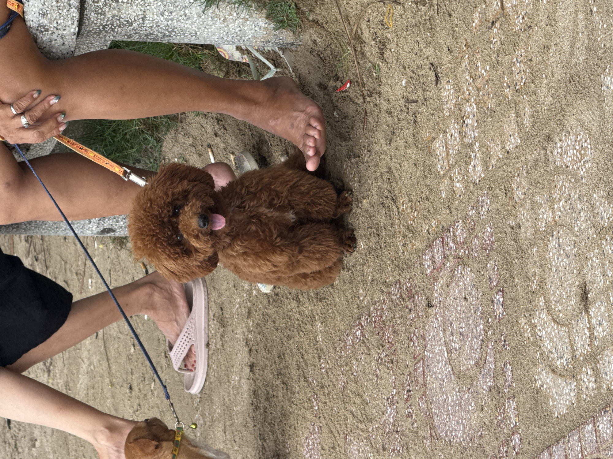 This medium close-up, high-angle shot depicts an outdoor scene involving two people and two dogs, likely in Bac Nha Trang Ward, Vietnam.
In the foreground, a brown, fluffy dog, possibly a poodle, sits with its tongue slightly out, looking towards the camera. It is attached to an orange leash with partially visible text "DOG WALK" on it. This leash is held by a person whose arm, hand with light blue-green painted nails, and part of their leg are visible on the left side of the frame. This person wears multiple rings on their fingers. Near this person's bare foot, resting on the sandy ground, are two discarded cigarette butts.
Further to the right, the lower legs and feet of a second person are visible. This person wears a light pink, perforated flip-flop on one foot, revealing red painted toenails. A blue leash extends from this person's hands downwards, leading to a second dog, a smaller tan or light brown dog, only partially visible at the bottom left corner of the frame. This dog wears a yellow and green patterned collar with a small bell. The people and dogs appear to be resting or taking a break from walking.
The ground consists primarily of light brown sand and sparse patches of green grass. Beneath the sand, a distinct patterned surface, possibly concrete or tiles, is visible with white and reddish-brown speckles forming geometric shapes. The overall impression is a casual, relaxed outdoor moment. The lighting suggests daytime, possibly overcast or shaded, as there are no strong shadows.