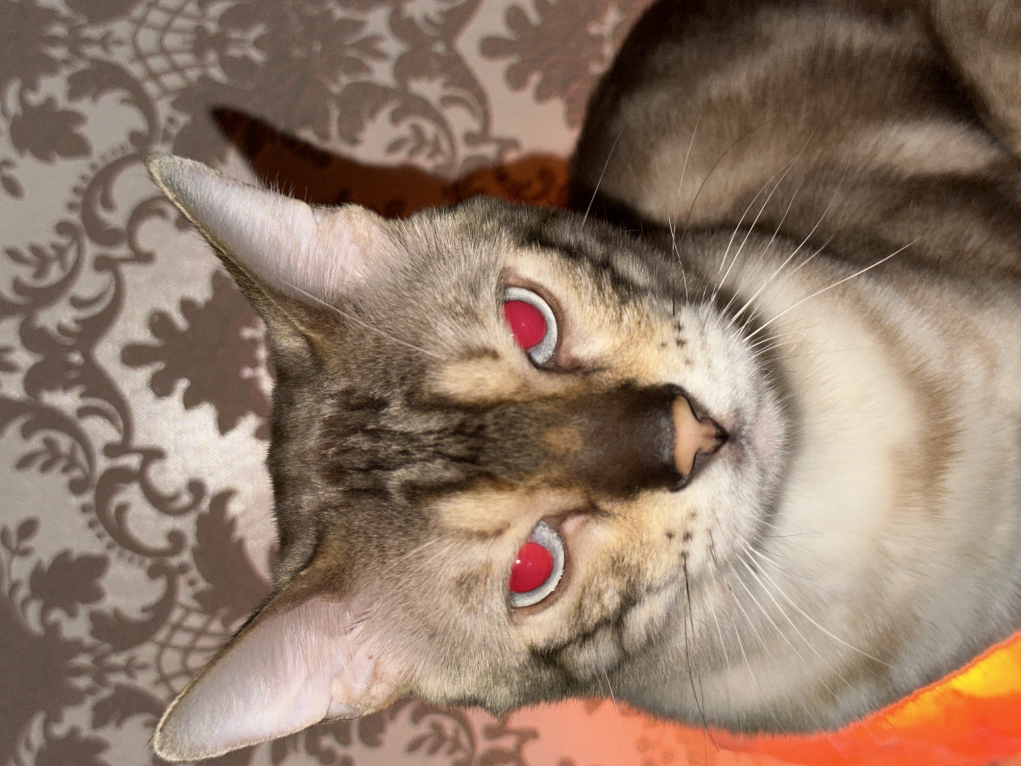 A close-up, medium shot captures a Bengal cat's face with bright red eyes. The cat is positioned centrally, facing directly forward. Its fur is a mix of tan and brown with distinct dark stripes, particularly noticeable on its forehead and cheeks. The eyes are striking due to their vivid red glow, suggesting a flash or reflection. The cat's ears are pointed upwards. Behind the cat, the background features a damask-patterned wallpaper in muted beige and brown tones. To the left of the cat, a bright orange glow emanates from an unseen object. The scene appears to be an indoor setting, possibly a home. The image is not from Energetik, Russia.