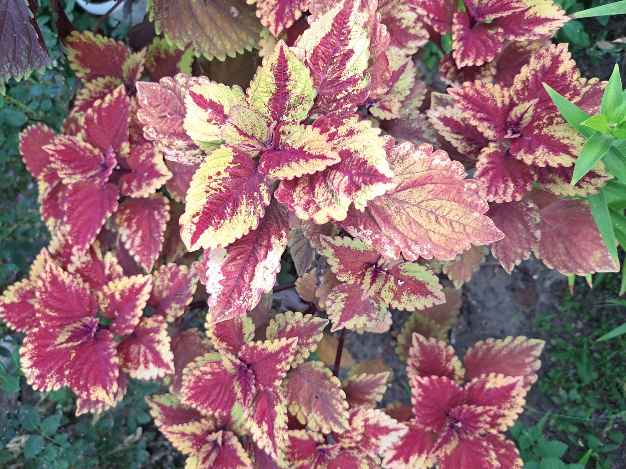 In the city of Gonokhovo, Russia, a close-up, top-down shot captures a cluster of Coleus plants. The leaves are predominantly a deep burgundy red, interspersed with vibrant yellow and lime green variegation, creating a striking, almost painted effect. The edges of the leaves are serrated, adding a delicate texture to their overall appearance. The plants are growing in dark soil, with hints of green foliage and a blurred white object visible in the upper right corner, suggesting an outdoor garden setting.