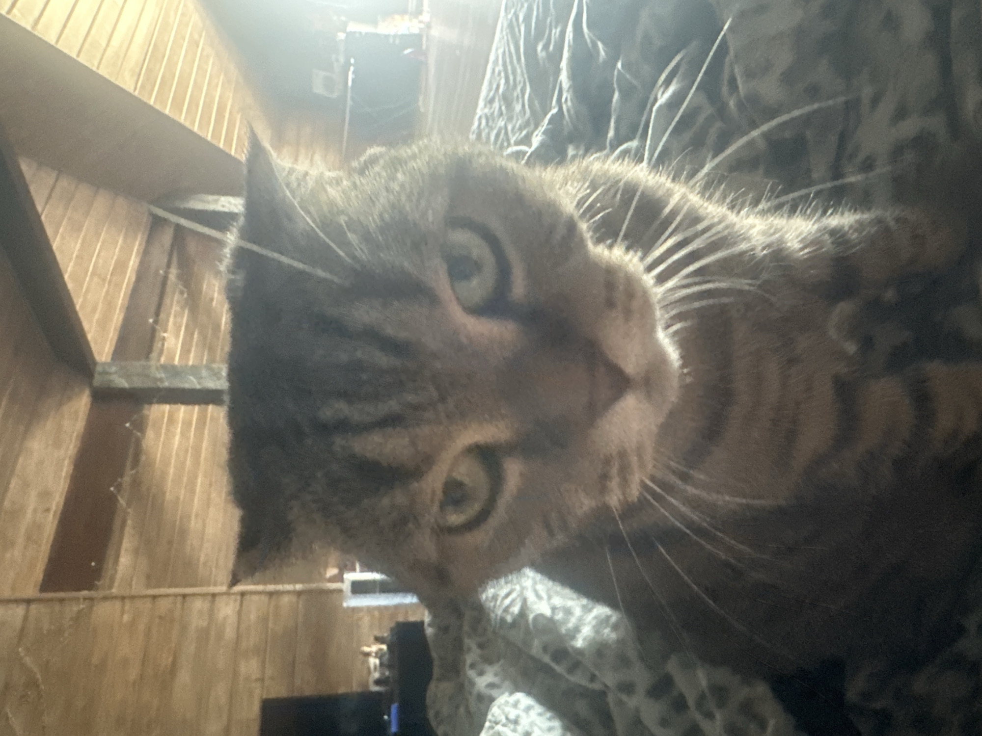 The image is a close-up, eye-level, medium shot of a tabby cat sitting on a bed with a patterned comforter. The cat is facing the camera, with its head tilted slightly. Its ears are folded back, giving it a stern expression. The background is out of focus and appears to be an attic room with wood-paneled walls and a sloped ceiling. There is a bright light source coming from the right side of the image, casting a glare. No specific location in the city of Virki, Russia is identifiable.