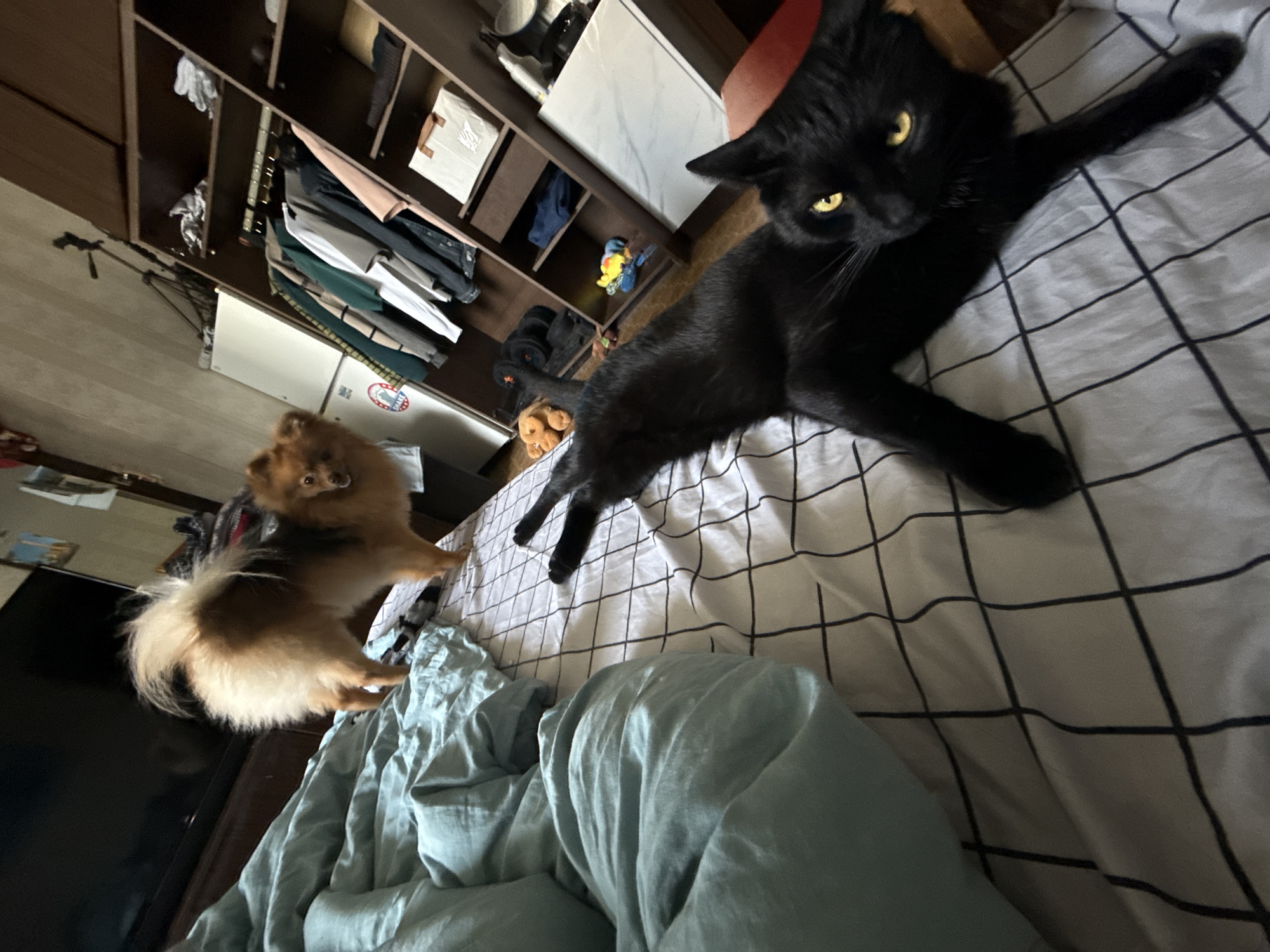 The image captures a domestic scene on a bed. A black cat with yellow eyes is lying on its back on a white duvet with a black grid pattern. To the left of the cat, a Pomeranian dog with light brown and white fur is standing on the bed, looking towards the viewer. The bed is covered with a light blue duvet. In the background, there is a closet with various clothes hanging on shelves, a refrigerator, and a television. The overall environment appears to be a bedroom.