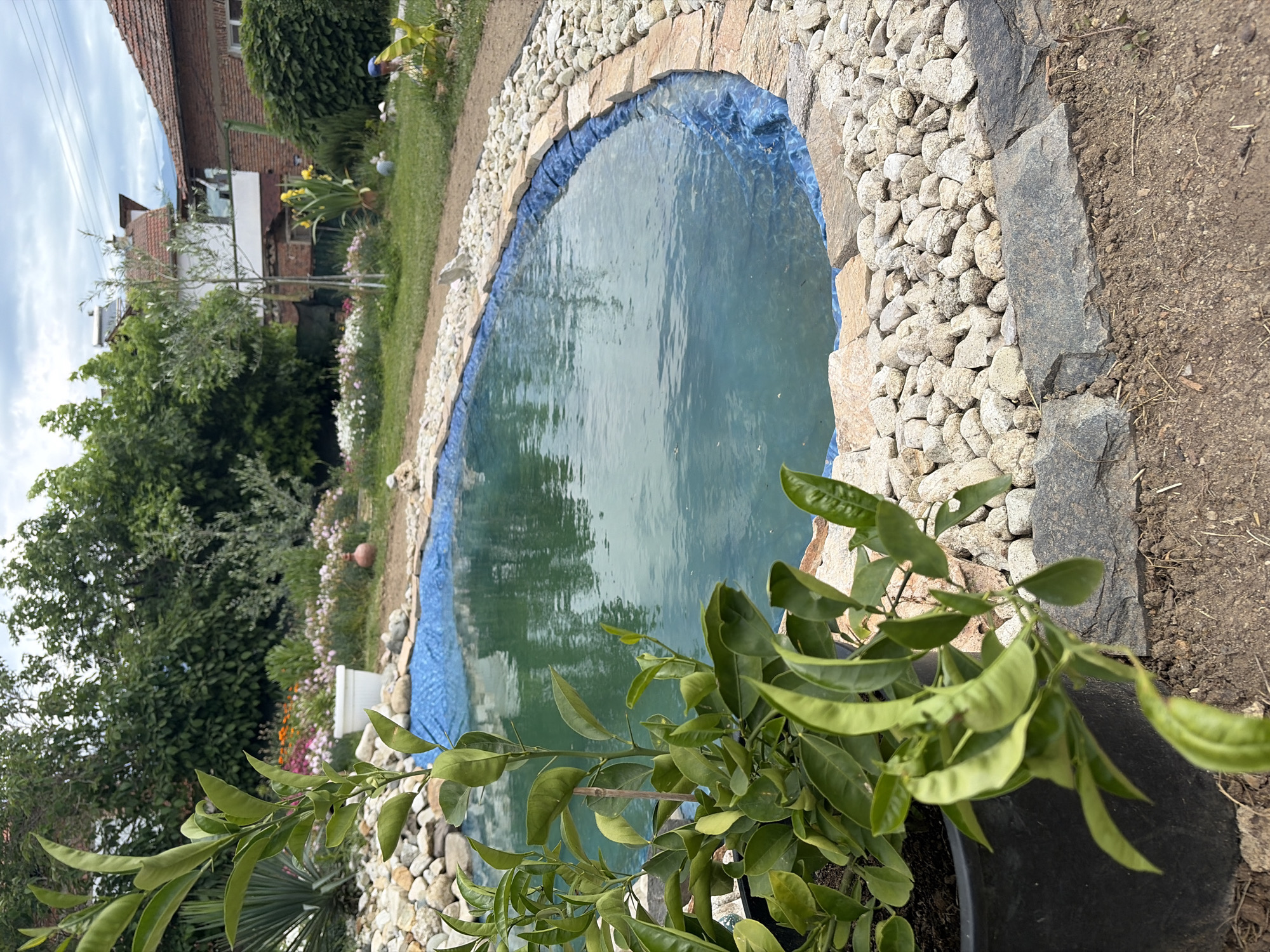 The image shows a backyard pond in Unknown, Unknown. The pond has a blue liner and is surrounded by small, light-colored rocks and larger, dark grey stones. There is a potted plant with green leaves in the foreground. In the background, a house, trees, and various plants can be seen. The scene is outdoors and seems to be taken during the day.