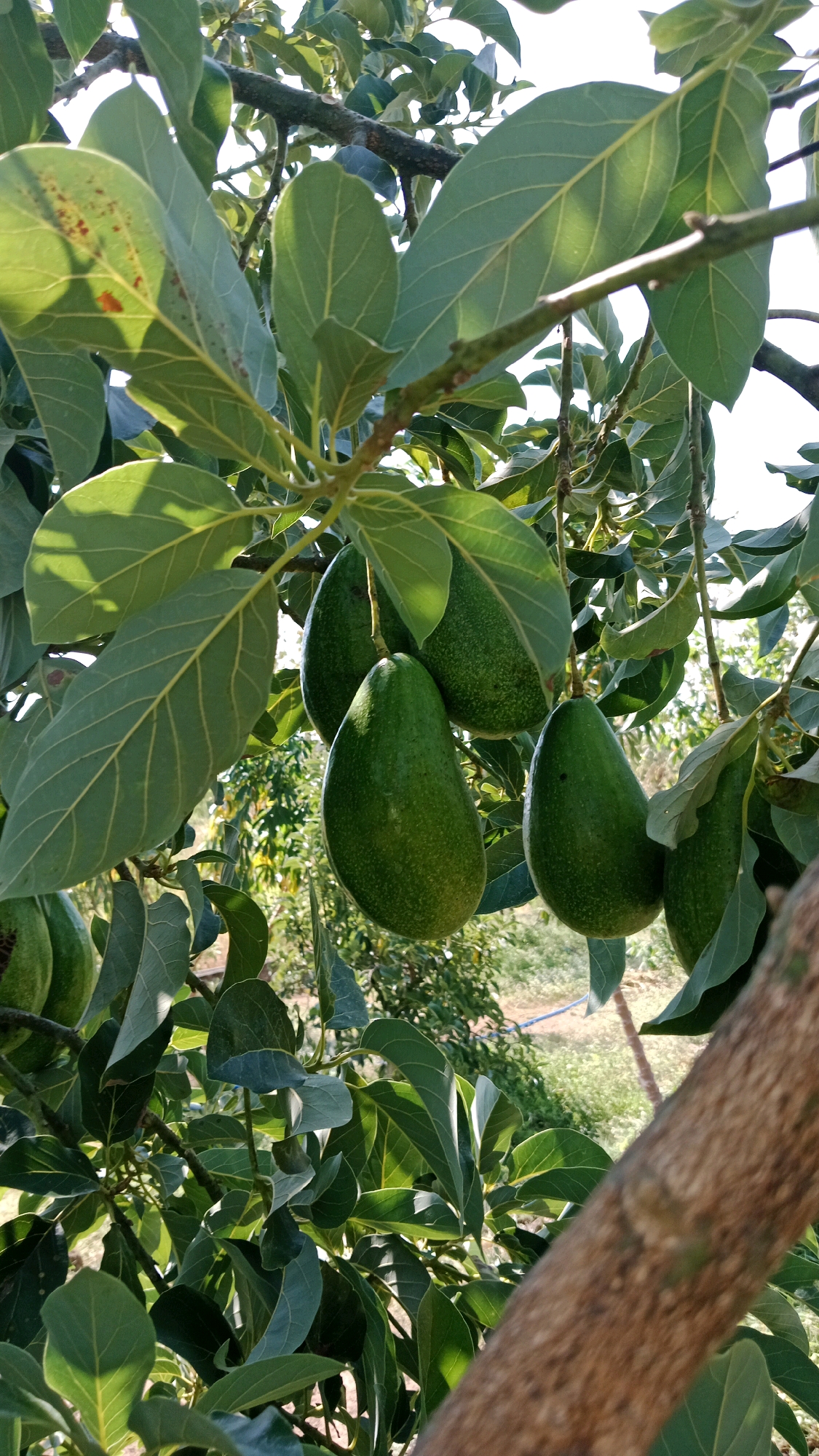 The image shows a close-up view of several ripe avocados hanging from a tree branch. The avocados are green and have a slightly bumpy texture. They are clustered together, with some overlapping. The leaves of the avocado tree are large and dark green, with some sunlight filtering through them. The background is blurred, but appears to be a natural outdoor setting with more foliage. The photograph was taken in Kinandang, Indonesia.