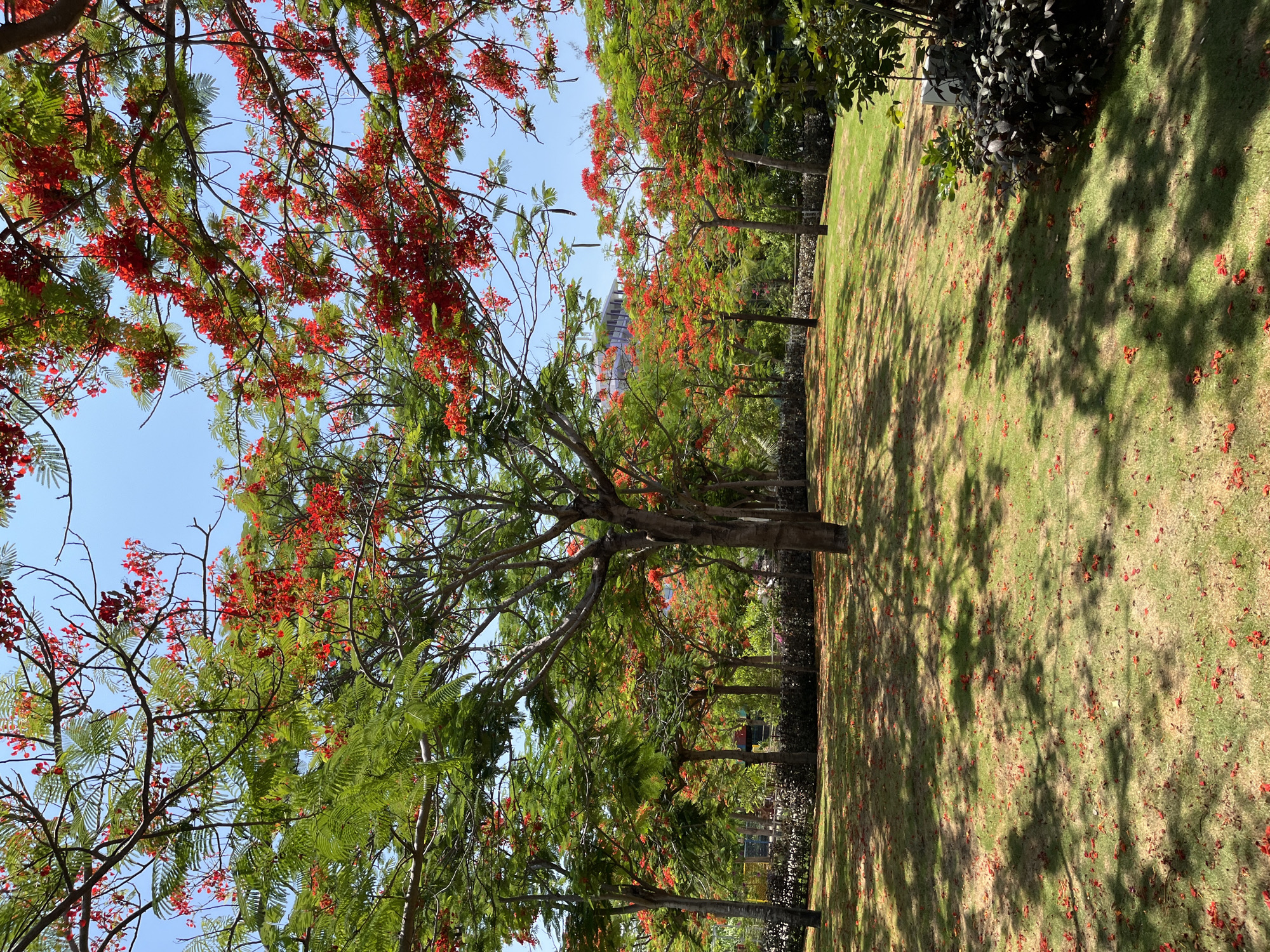 This image depicts a park scene with lush green grass and numerous trees bearing vibrant red flowers. The trees are in full bloom, with their branches laden with bright red blossoms that create a striking contrast against the blue sky. Fallen red petals are scattered across the grass, indicating the peak of the flowering season. The park appears well-maintained, with neatly mown grass and clear pathways. In the background, a modern building can be seen, suggesting an urban or suburban setting. The overall impression is one of natural beauty and tranquility, a serene oasis within a developed area. The image is likely taken in the city of Dong Ninh Hoa Ward, Vietnam, a region known for its tropical climate and abundant flora.