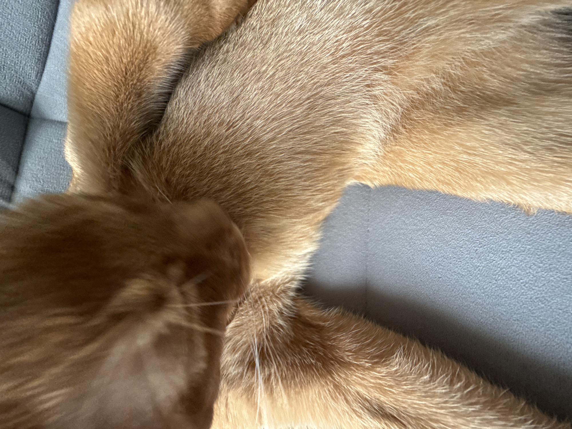 An orange cat is lying on a gray sofa. The cat's head is lowered, and its paws are resting on its body. The cat's fur is short and soft. The sofa is upholstered in a textured fabric. The lighting is soft and natural. The scene is indoors. The location in the city of Stary Oskol, Russia is unknown.