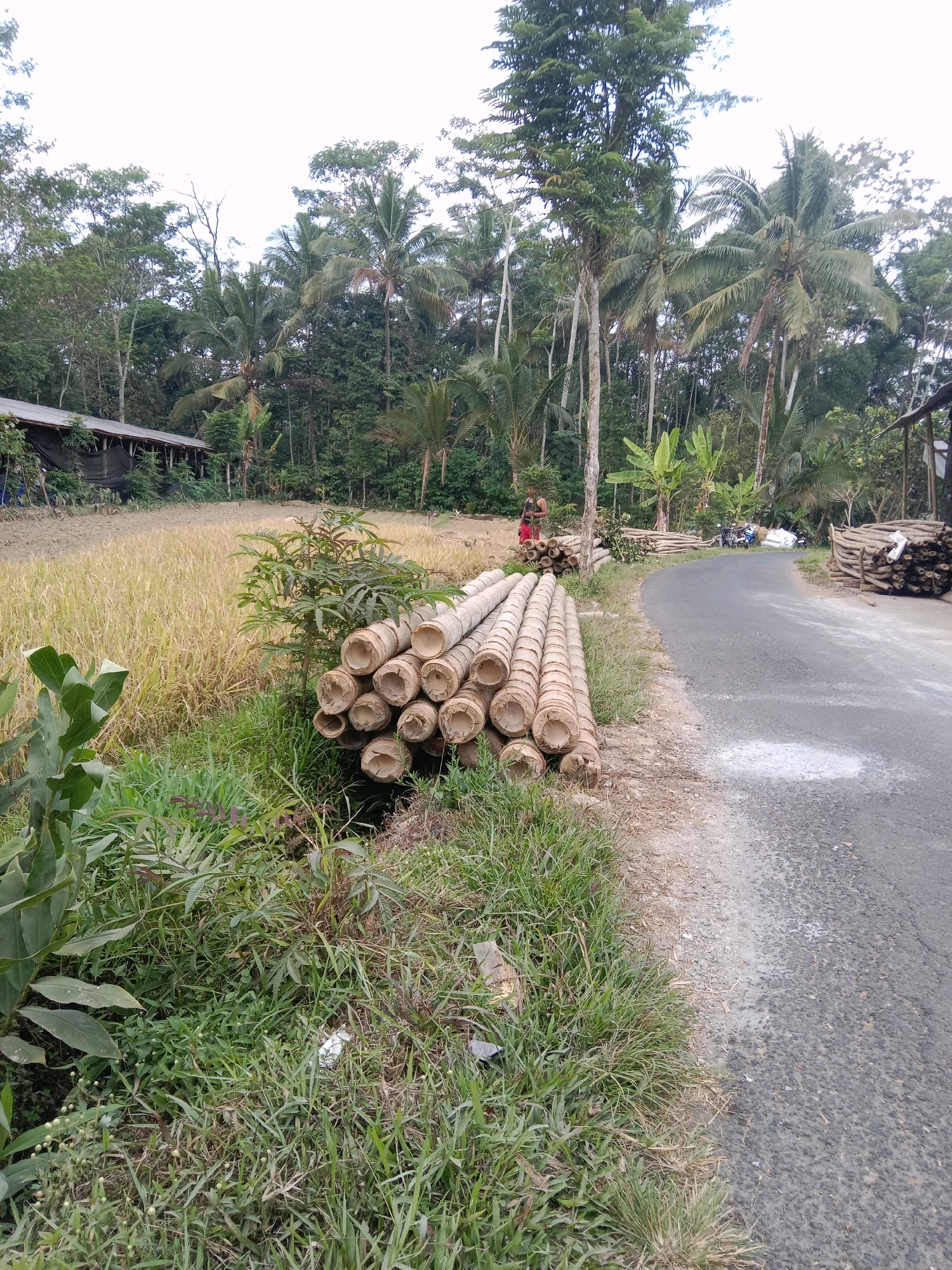 In Ngalian, Indonesia, a stack of cut bamboo poles lies beside a paved road. The bamboo is light brown and appears to be hollow. To the left of the bamboo is a field of tall, dry grass, possibly a rice paddy, with a simple building in the background. Lush green vegetation, including large-leafed plants and grass, grows along the edge of the road. A few palm trees and other dense foliage are visible in the background, suggesting a rural or semi-rural environment. The road curves to the right, and further down, more stacks of bamboo and a motorcycle are visible. The sky is overcast.