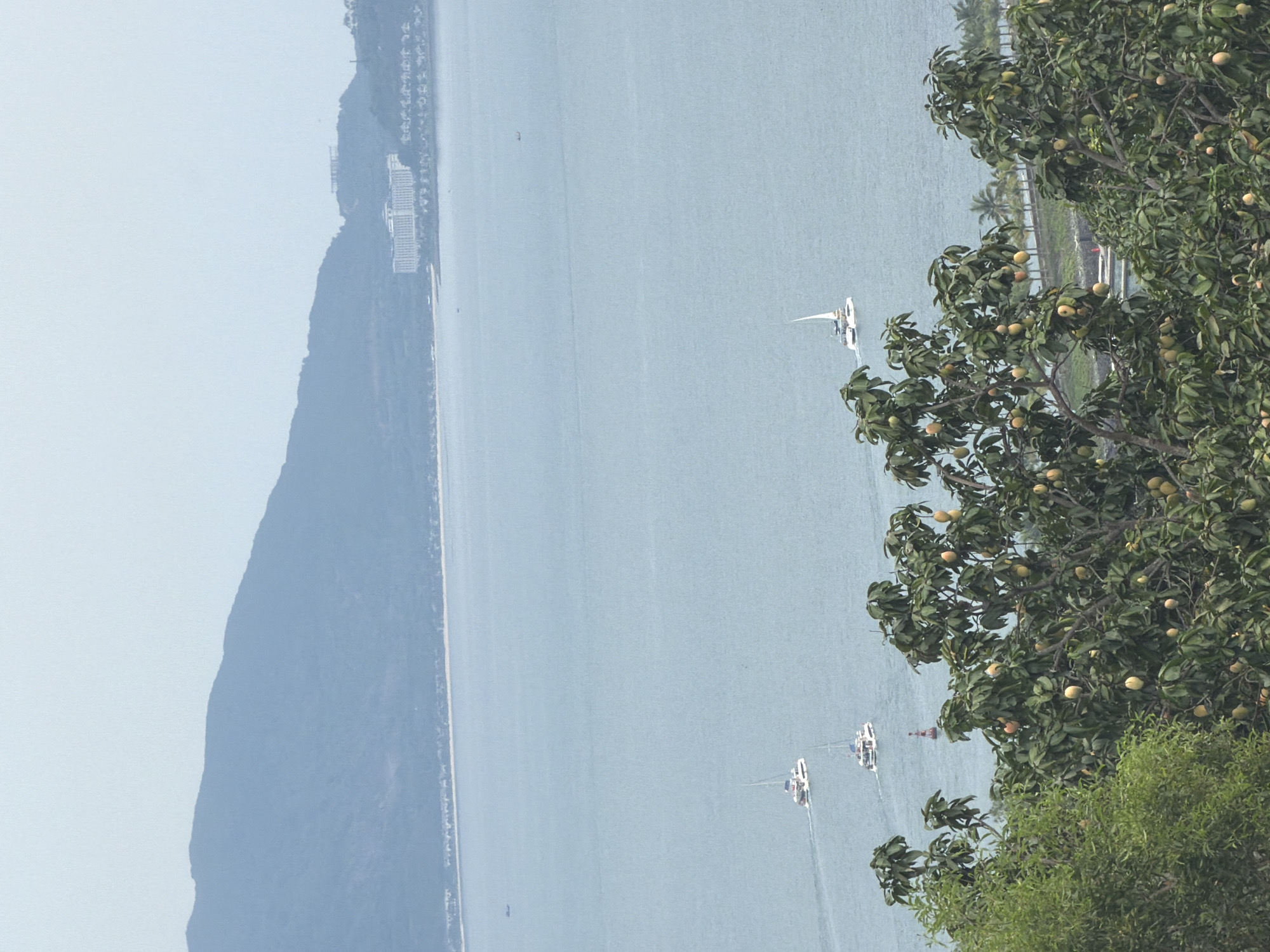 The image depicts a coastal scene, possibly the city of Bac Nha Trang Ward in Vietnam. A mountain range runs along the left edge of the frame. A body of water, likely the sea, extends from the mountains towards the right. Several sailboats are visible on the water, positioned roughly in the center. The right side of the image is filled with trees, some bearing fruit.