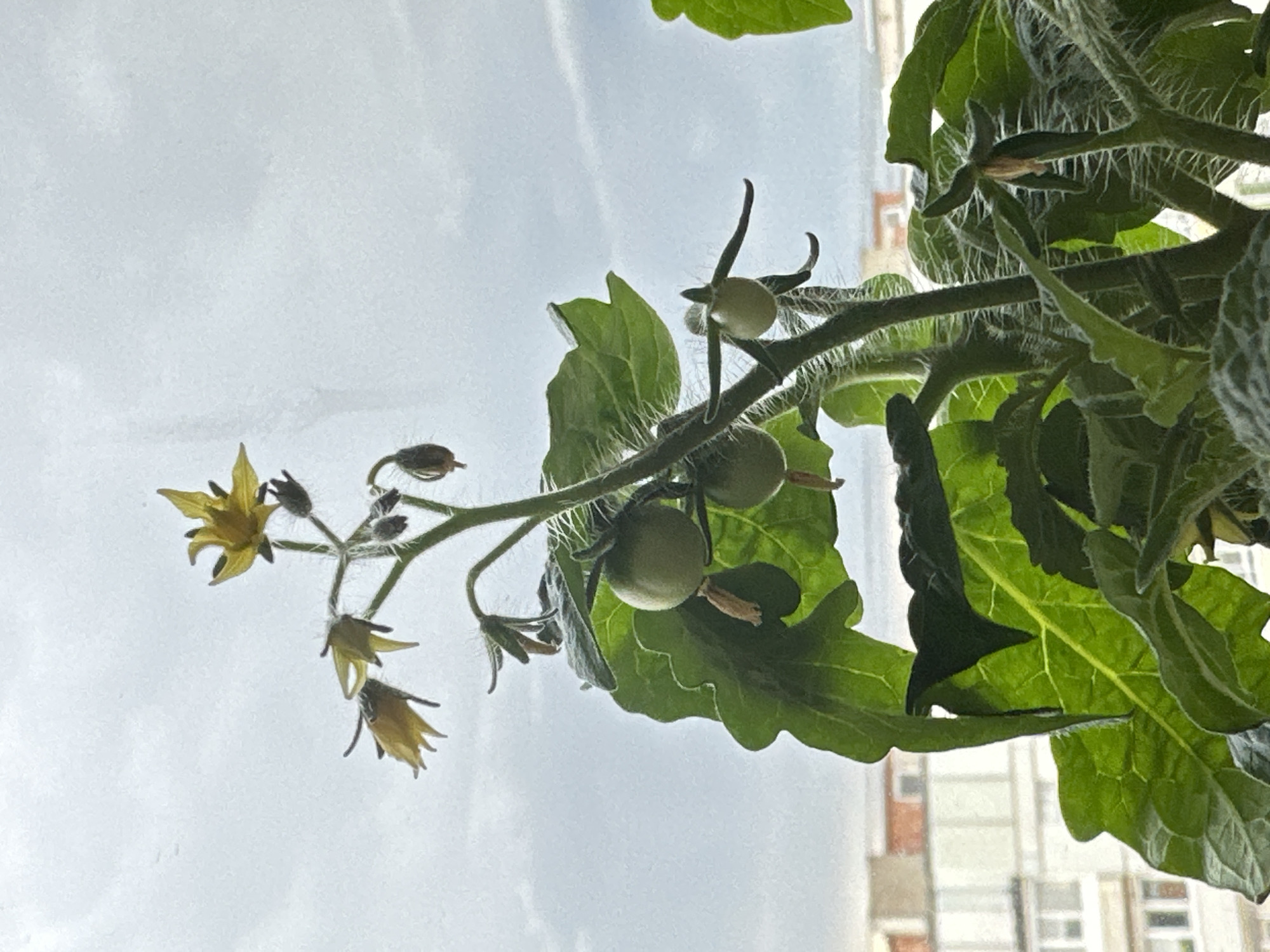 The image shows a close-up of a tomato plant with developing fruit and flowers, silhouetted against a cloudy sky. The plant has green, fuzzy leaves and stems. Several small, green tomatoes are visible, as are yellow tomato flowers. In the background, out of focus, are buildings that appear to be in a city. This scene is likely located in Chaikovsky, Russia, given the context provided, and appears to be a domestic setting, possibly on a windowsill or balcony, due to the presence of buildings in the background suggesting an urban environment. There are no people visible in the image.