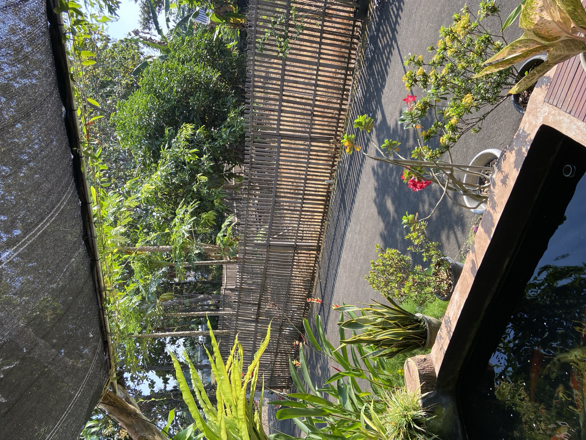 This image depicts a serene outdoor setting, possibly a garden or a courtyard, in Margorejo, Indonesia. In the foreground, a dark rectangular pond with visible koi fish occupies the lower left portion of the frame. Adjacent to the pond, several potted plants are arranged, including a snake plant, a small bushy plant with green leaves, and a plant with vibrant red and yellow flowers. A rustic wooden fence made of vertical bamboo poles runs along the middle ground, separating the paved area from a lush green area with trees and foliage. The background is filled with dense greenery, suggesting a tropical environment. A black shade cloth is stretched over the upper portion of the image, providing shade. The lighting suggests it is daytime, with strong sunlight casting shadows from the fence and plants onto the paved surface. There are no people visible in the image.
